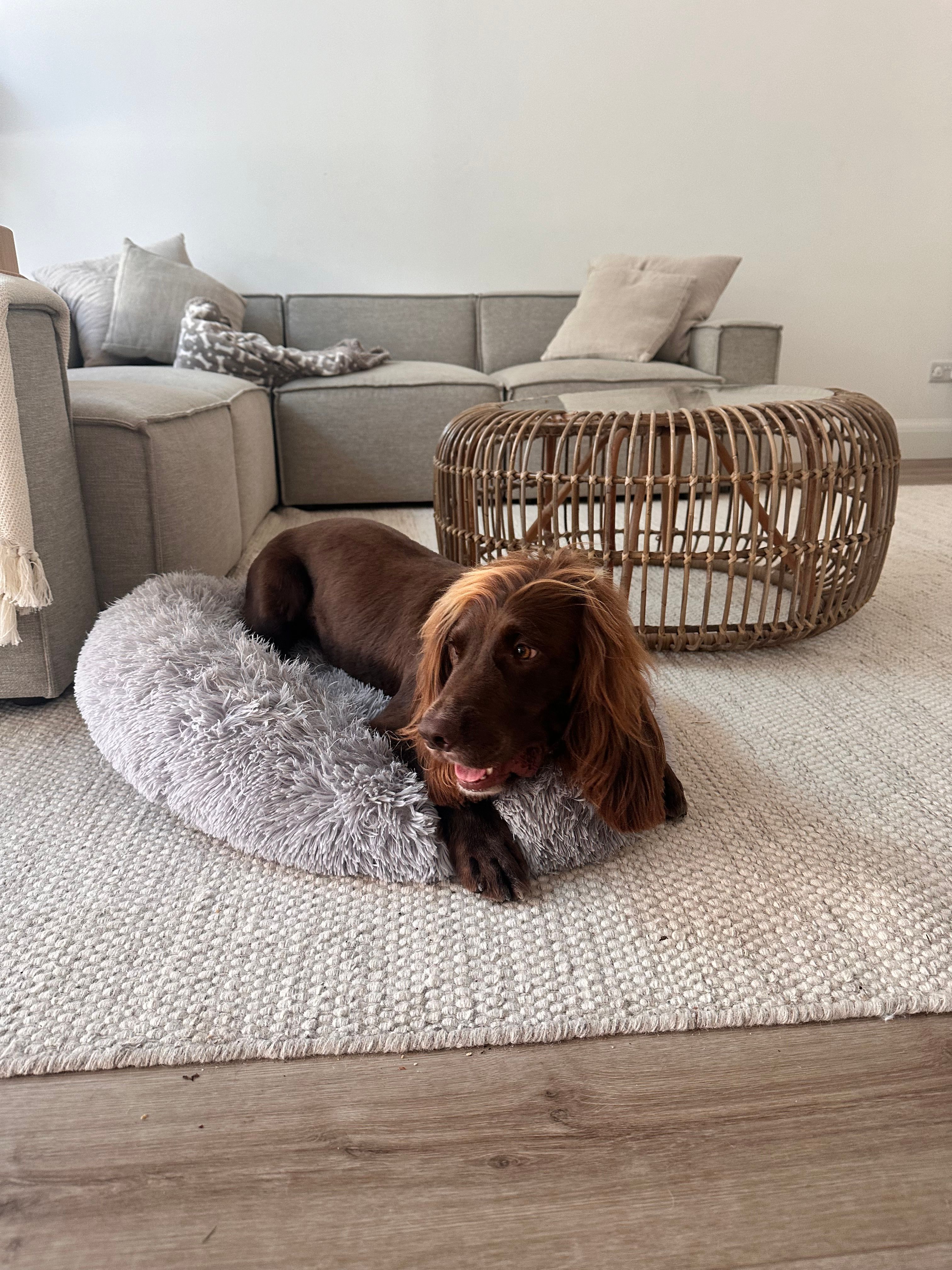 Barney - BN3 8EX, Hove