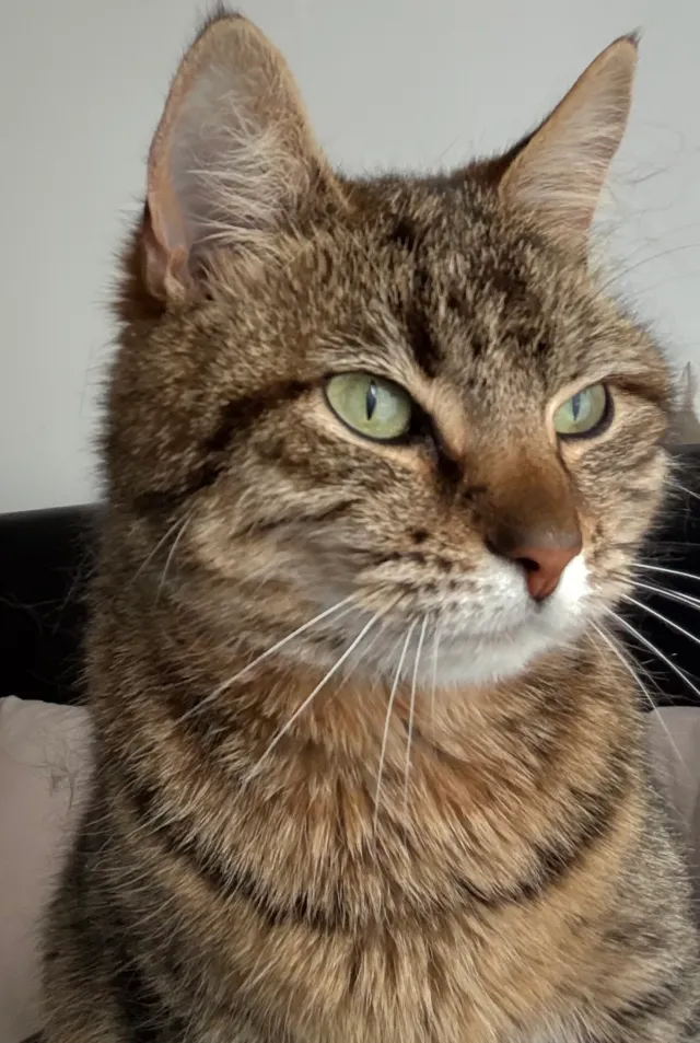 Cleo - CR8 2, Purley