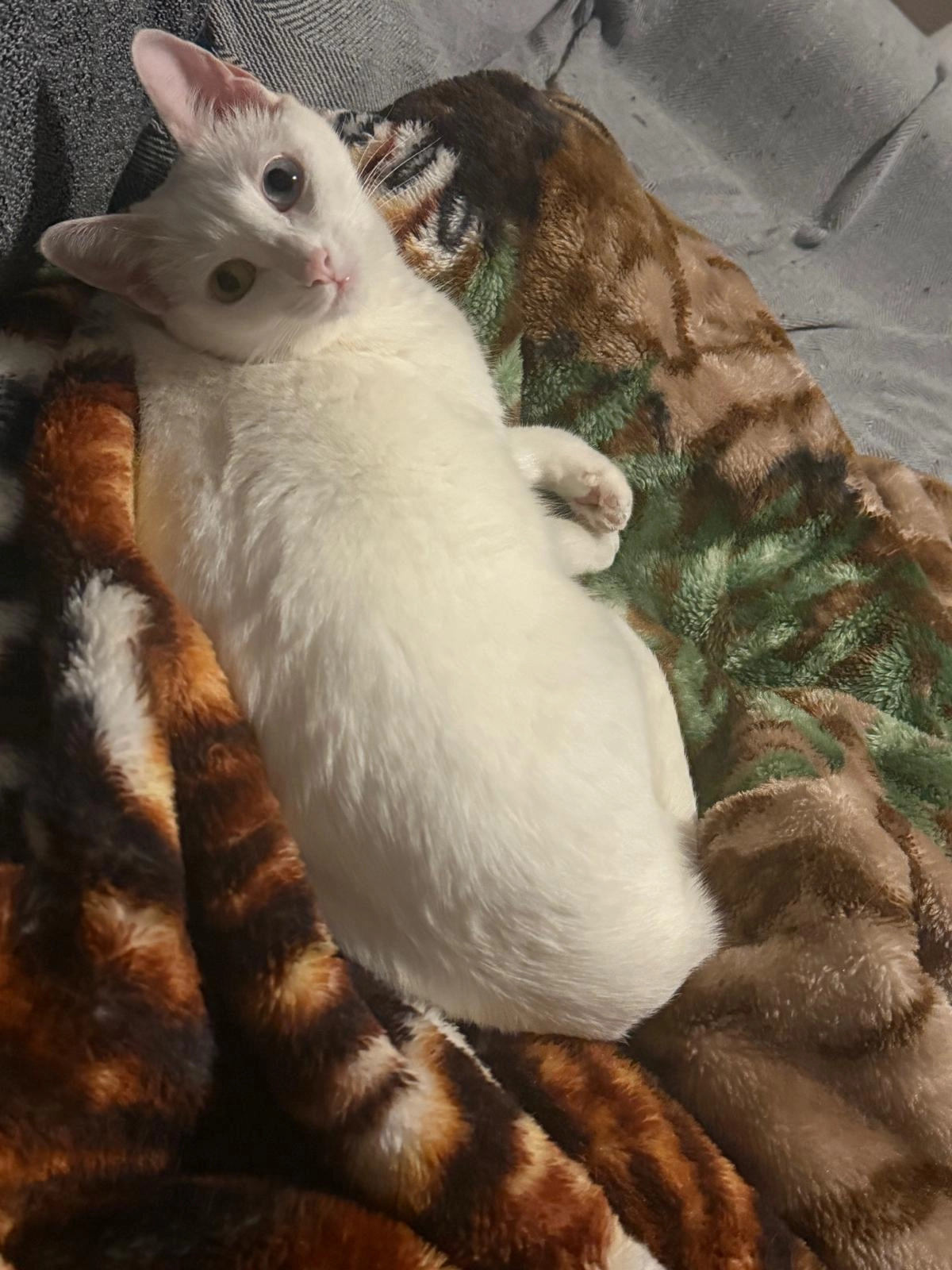 Nieves - Calle San Pascual, Torrevieja