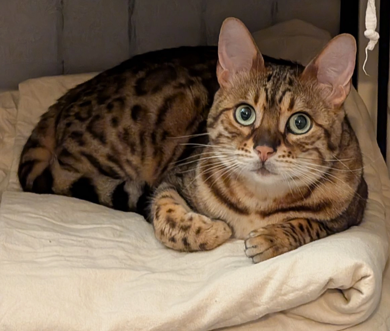 Yuni - Vordersteig, Ettlingen