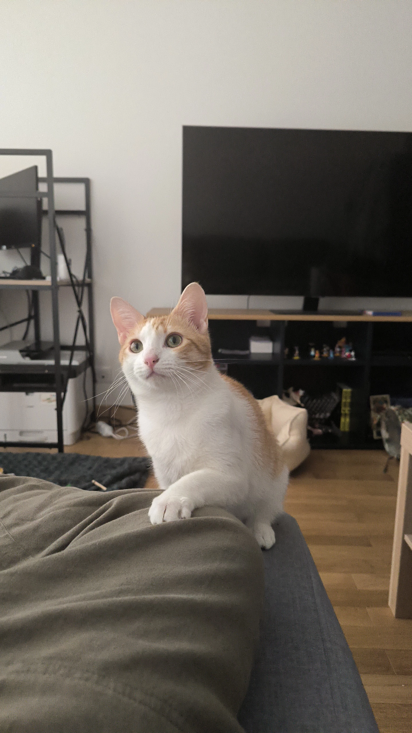 Vanille - Boulevard Hector Berlioz, Fréjus