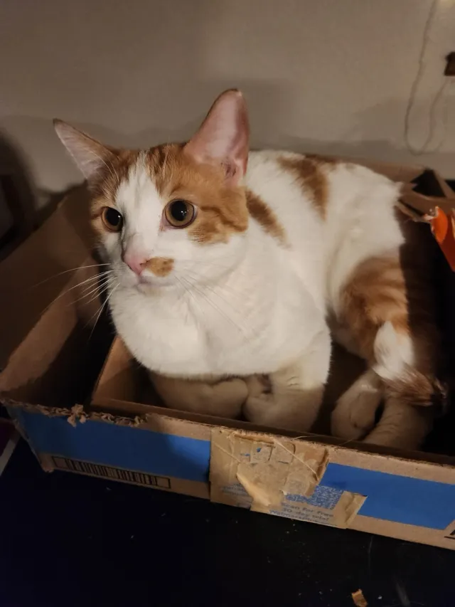 Calcifer - Legend Trl, Broomfield
