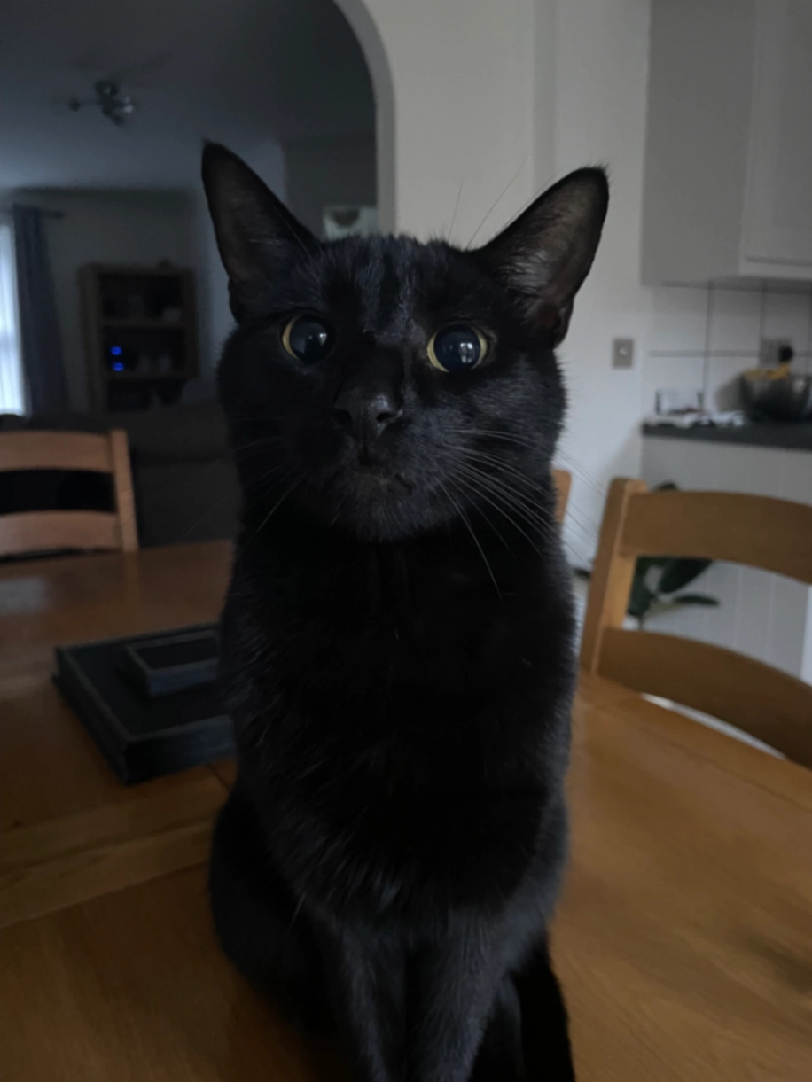 Mo - Somerset Avenue, Weston-super-Mare