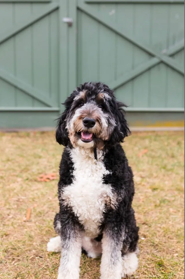 Ollie - 9 Wiltshire Rd, Wynnewood