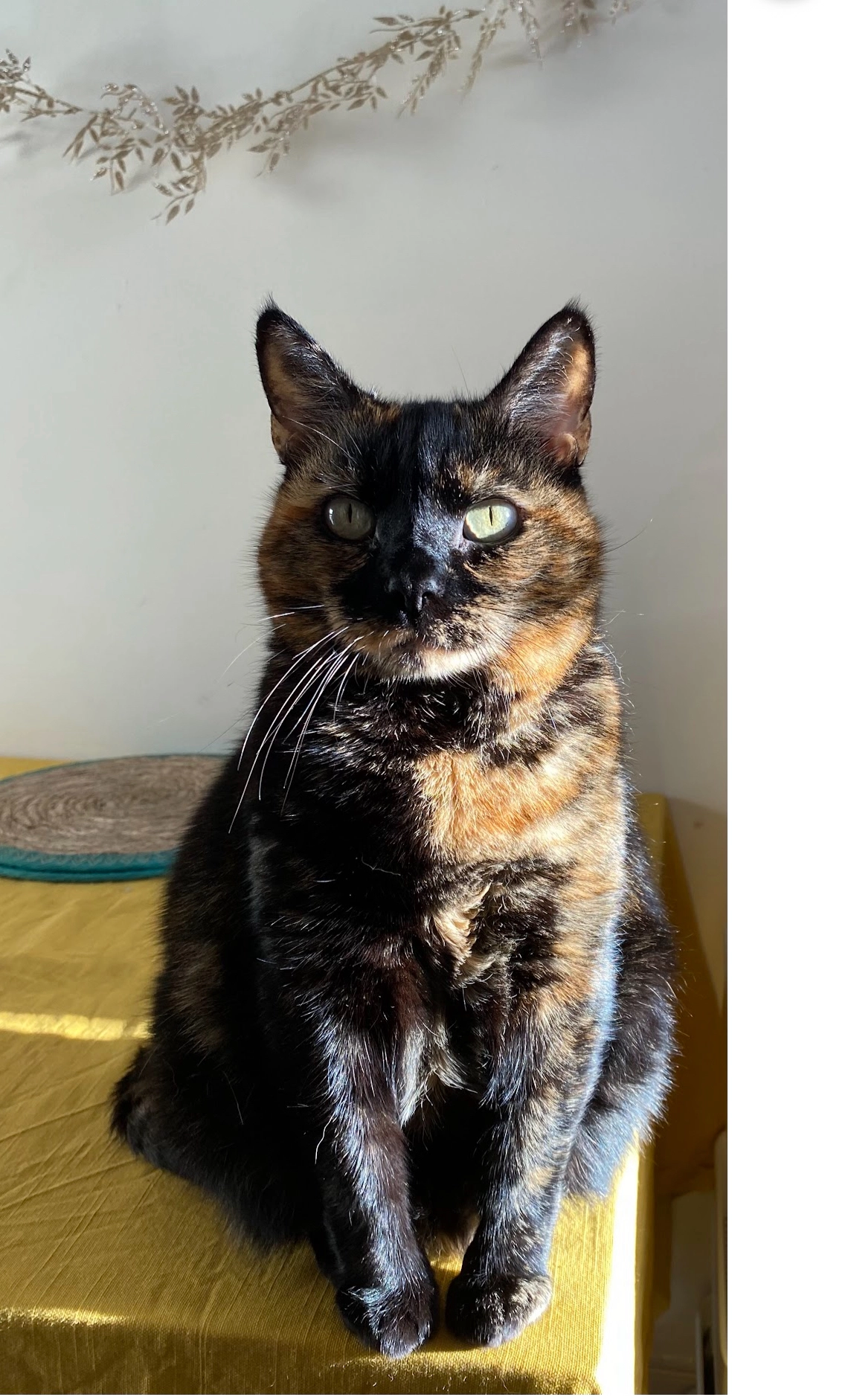 Persia - SK2 7, Stockport