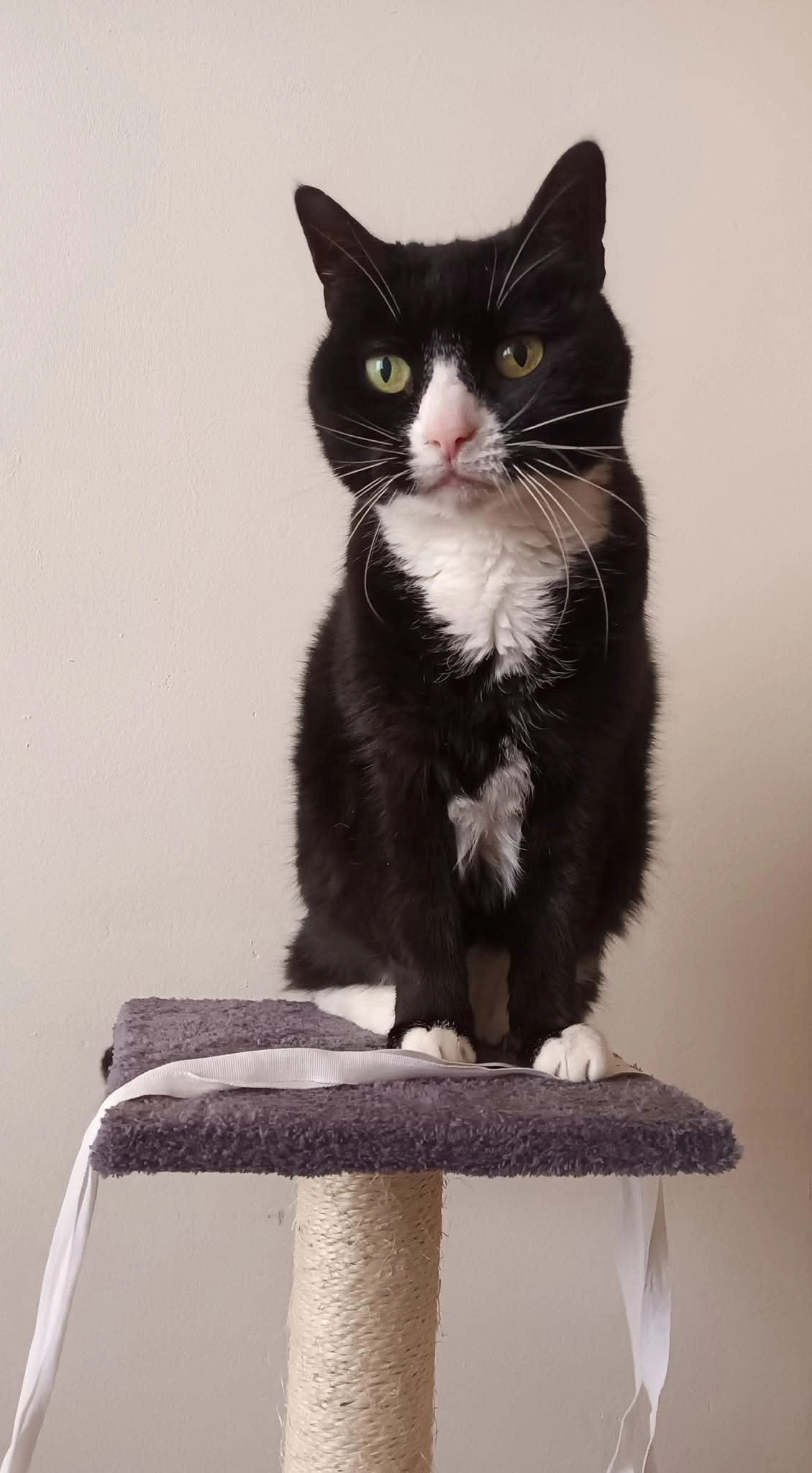 Jolly - Hiddemaheerd, Groningen