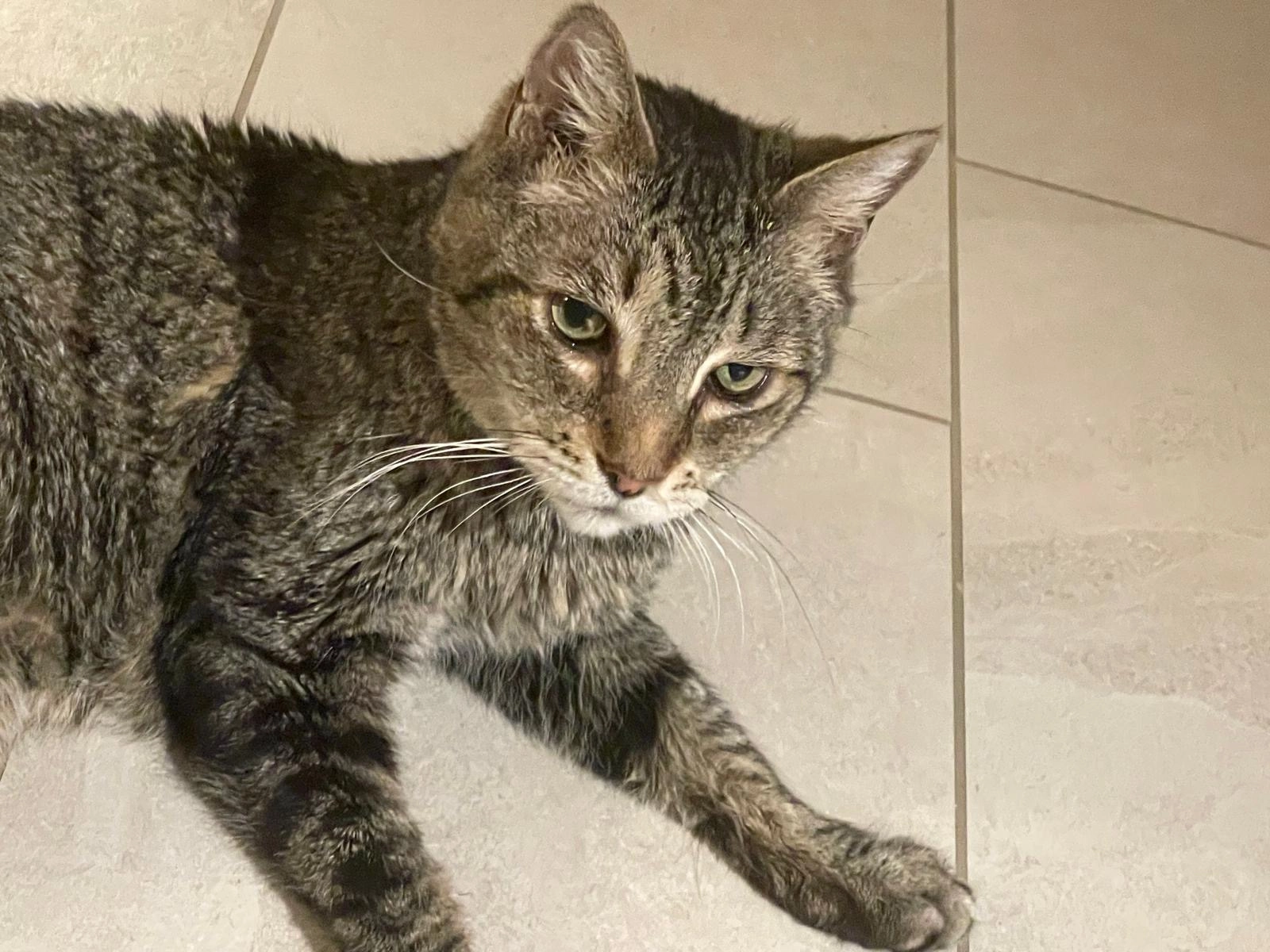 Hektor - Zipartenstrasse 55, Dübendorf