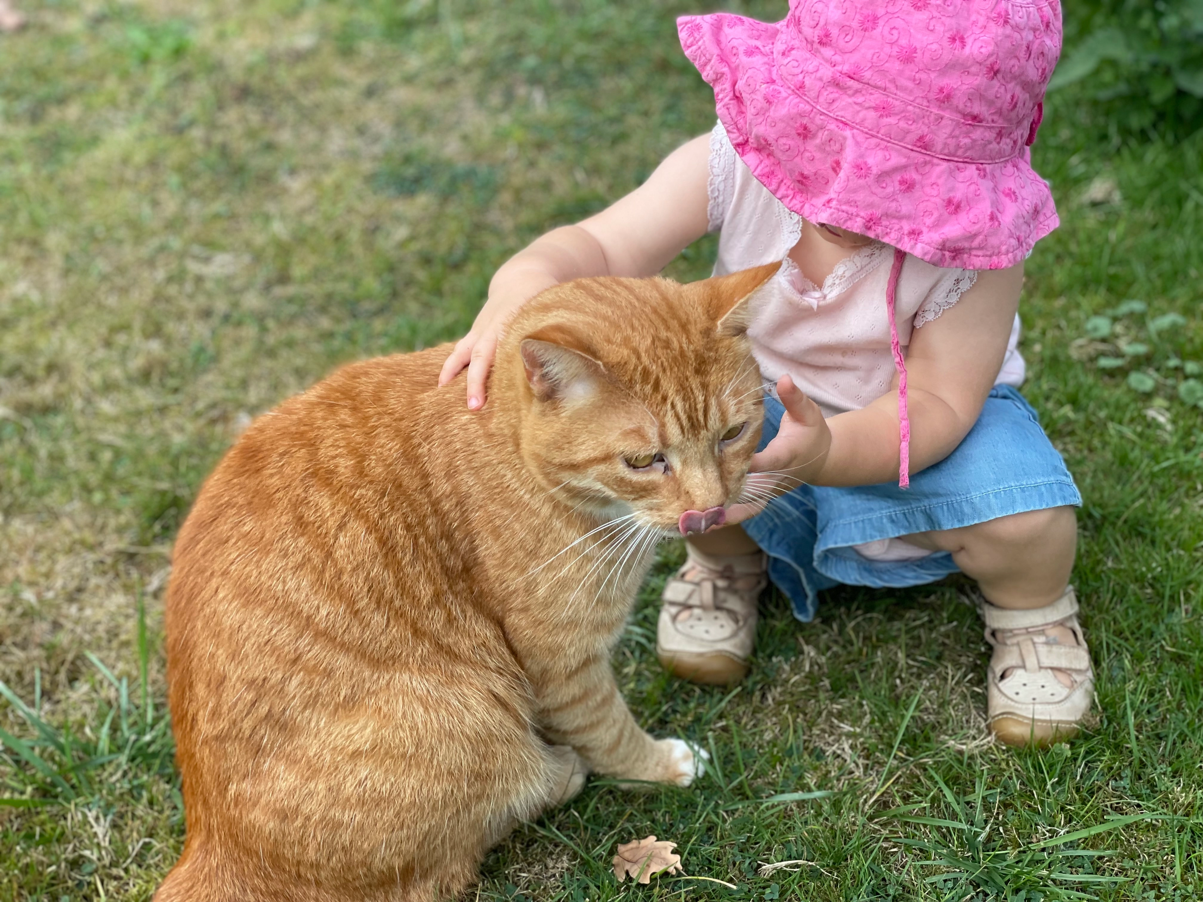Kater / Cäsar - Kornblumenweg, Siegburg