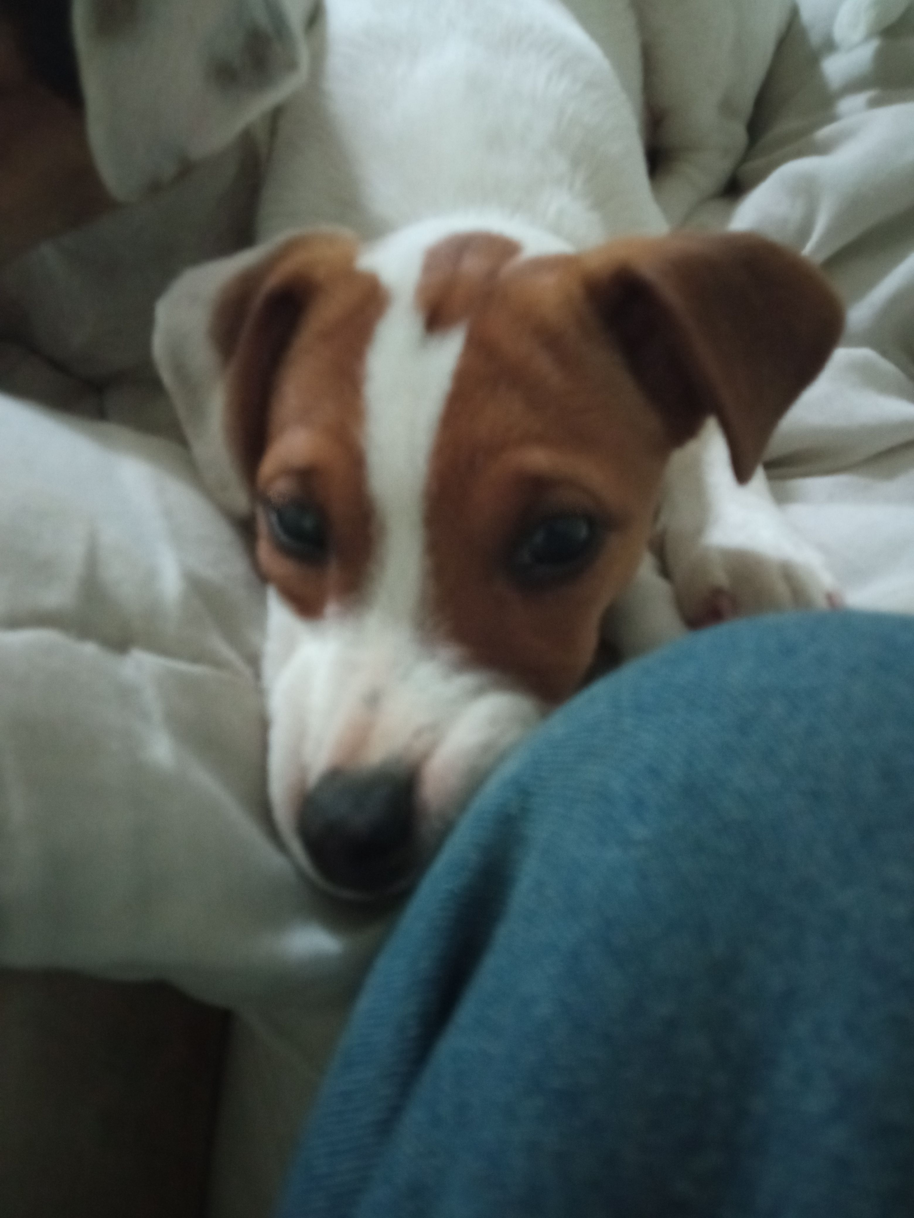 Vicky - 17 Impasse des Muscats d'Hambourg, Rocbaron