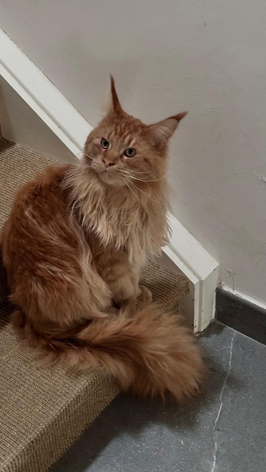 Milo - Larraul Sakabanatua, Larraul