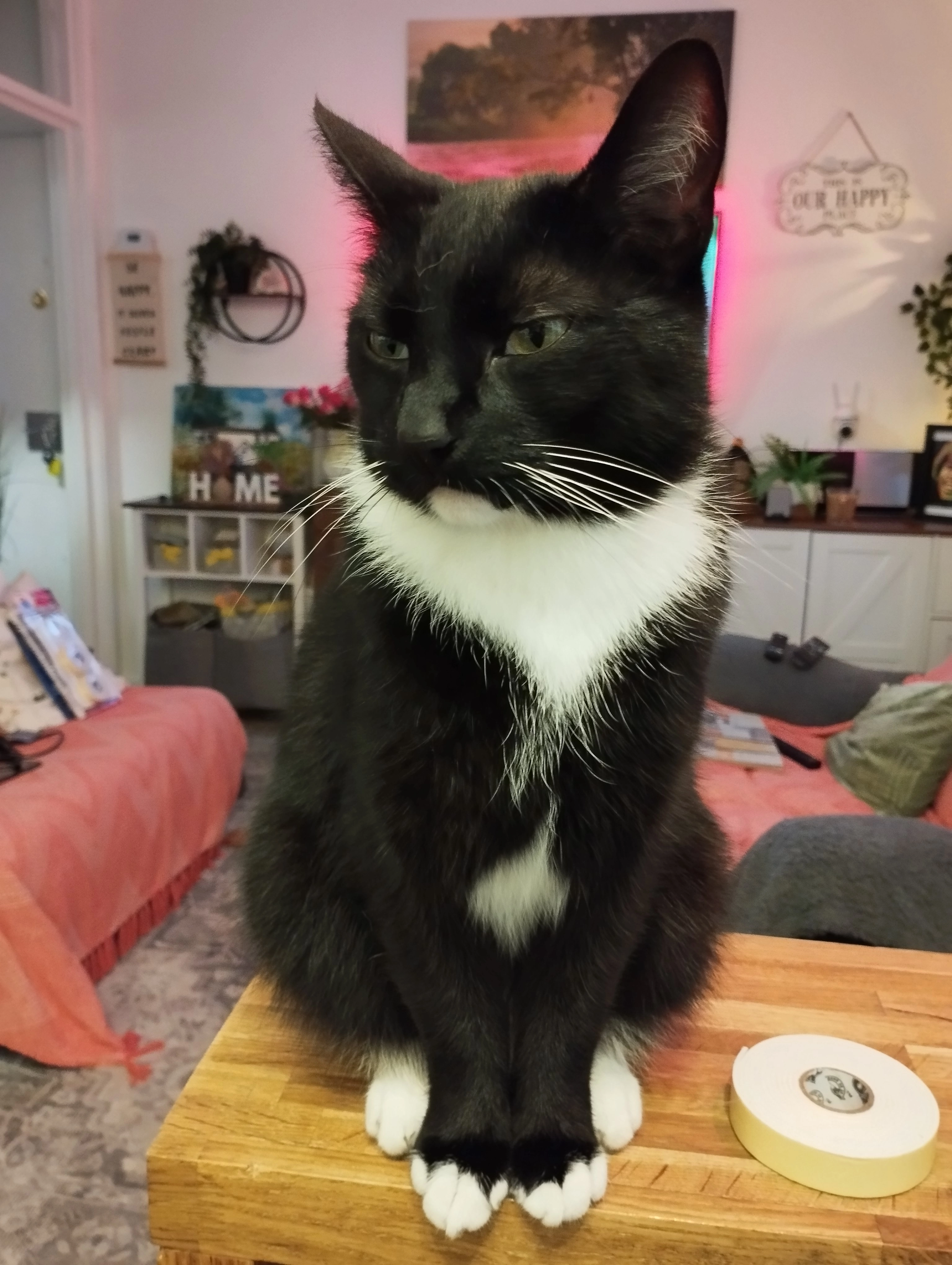 Tizzy - Bitton Park Road, Teignmouth