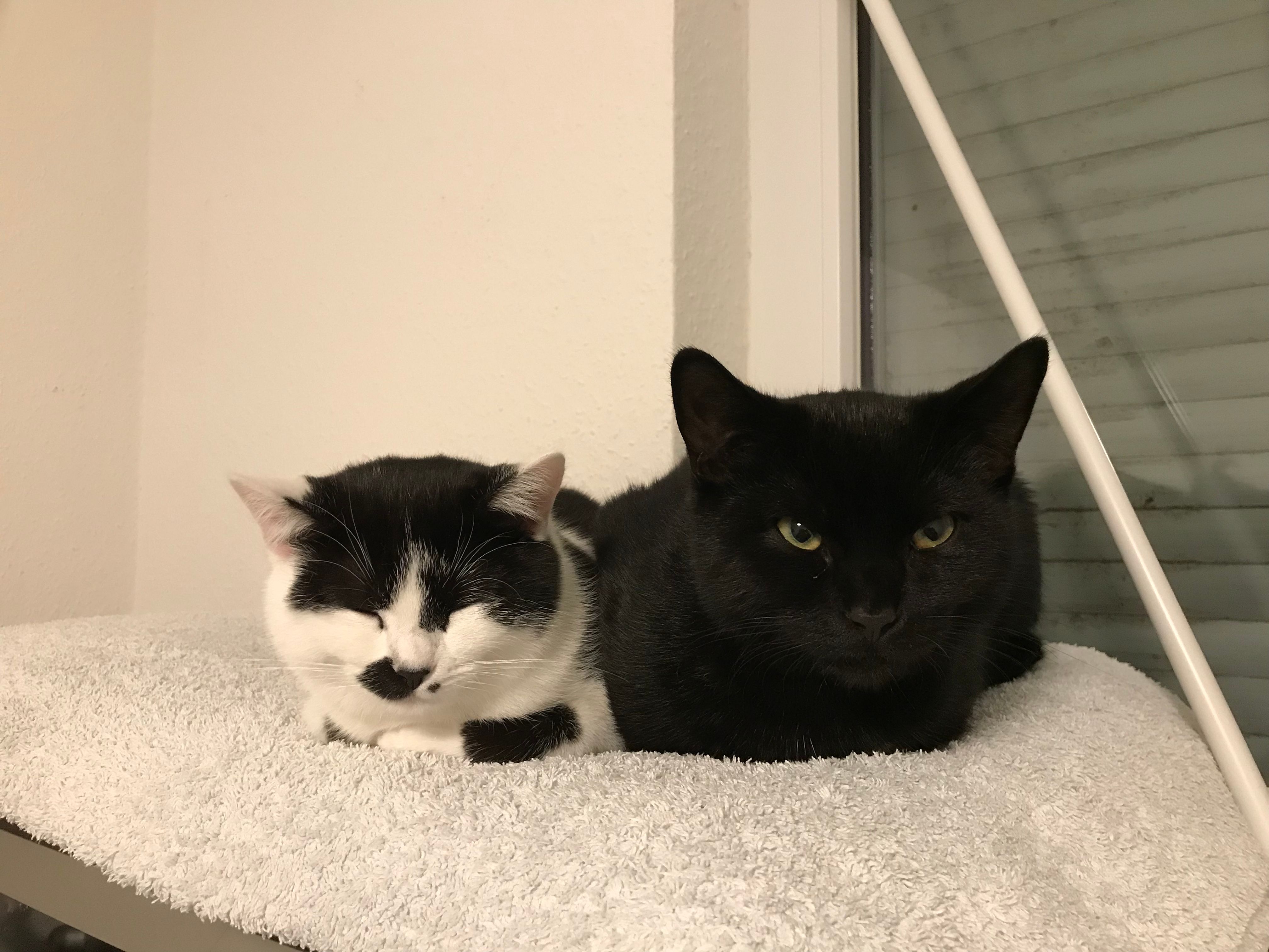 Schwarzer kater - 69245, Bammental