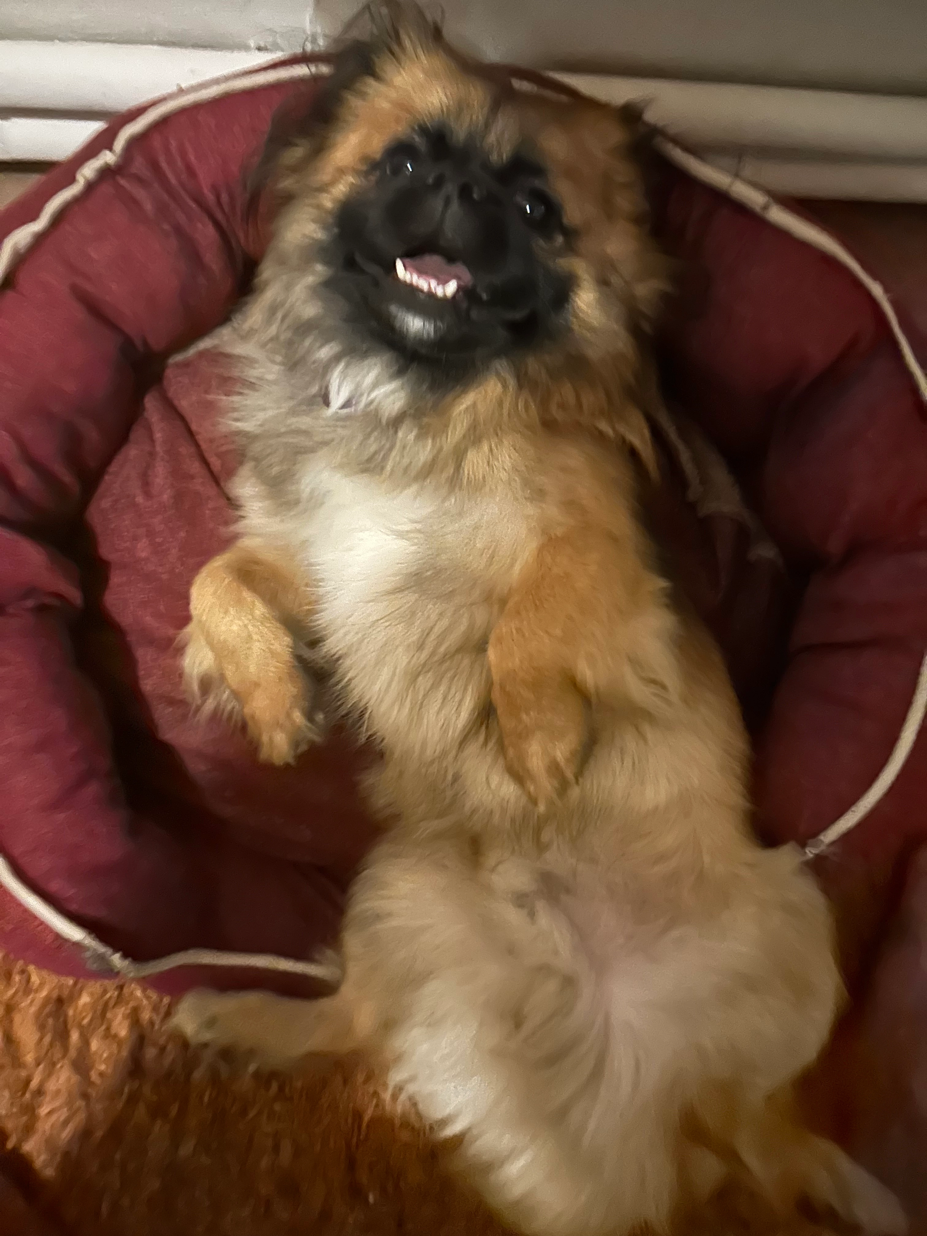 Dollar - Kerkstraat, Herent