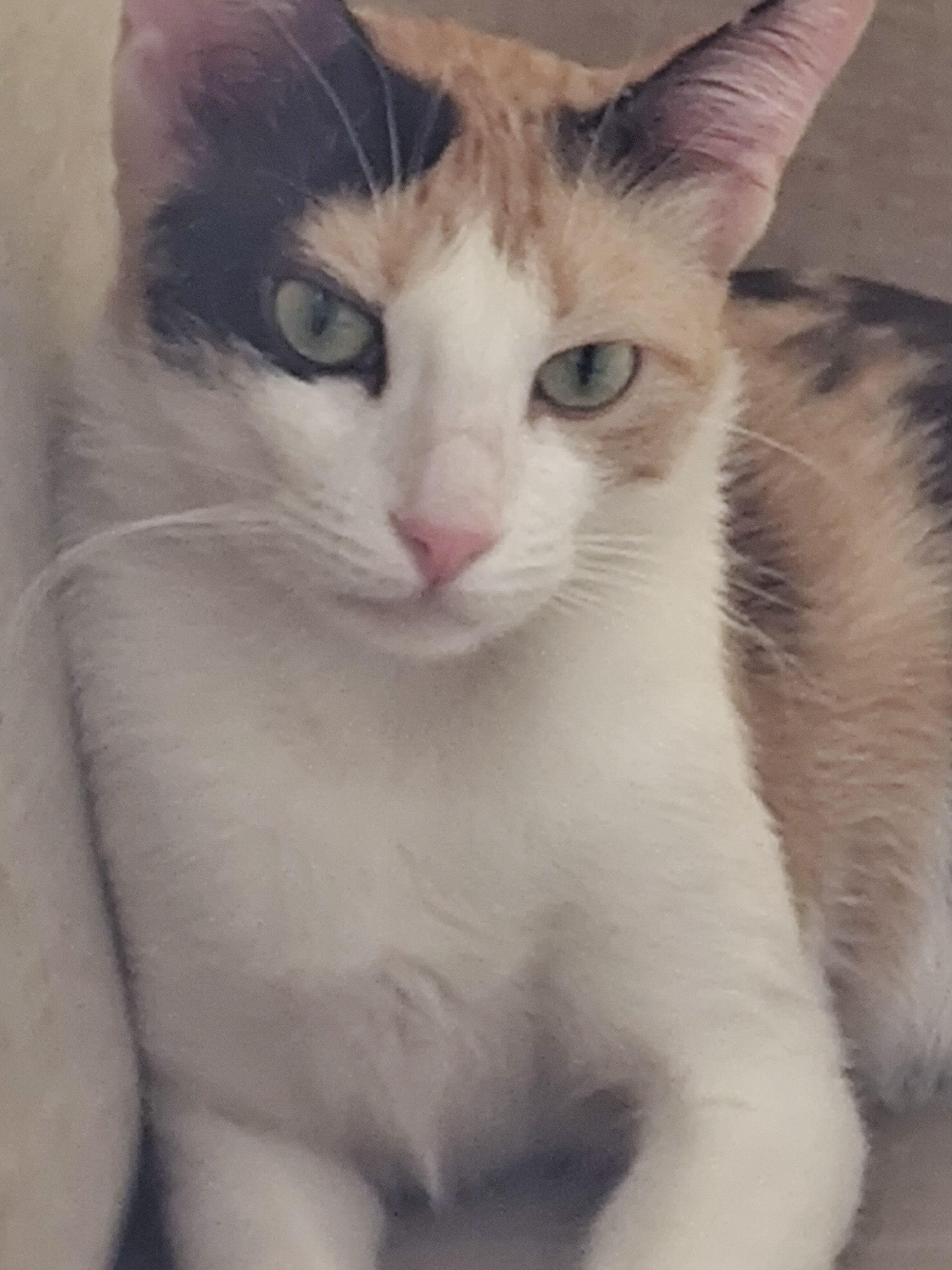 Nuna - Vedant Road, Thane