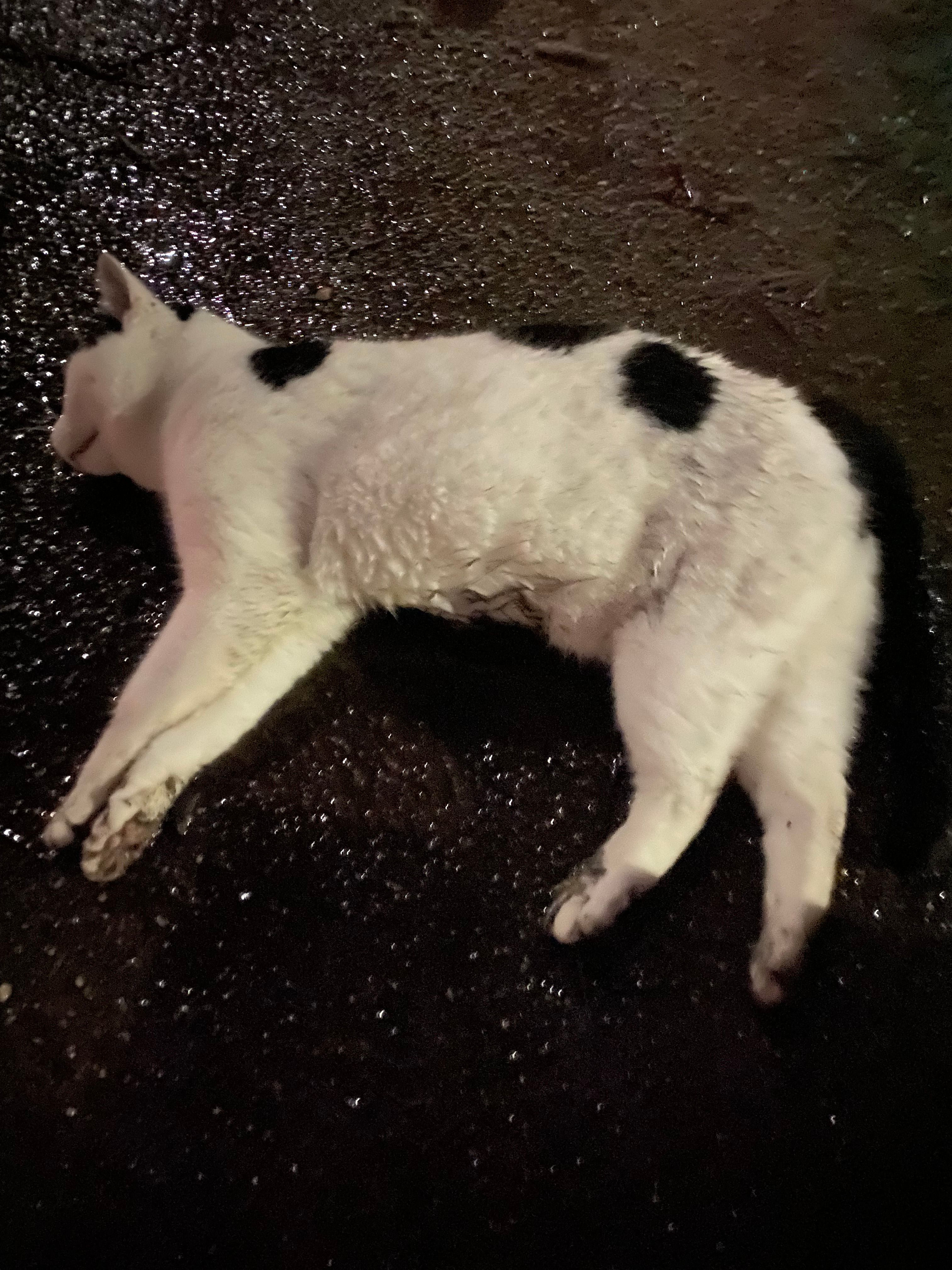 Ich habe eine Tote gefunden  - Neuhauser Straße, Tuttlingen