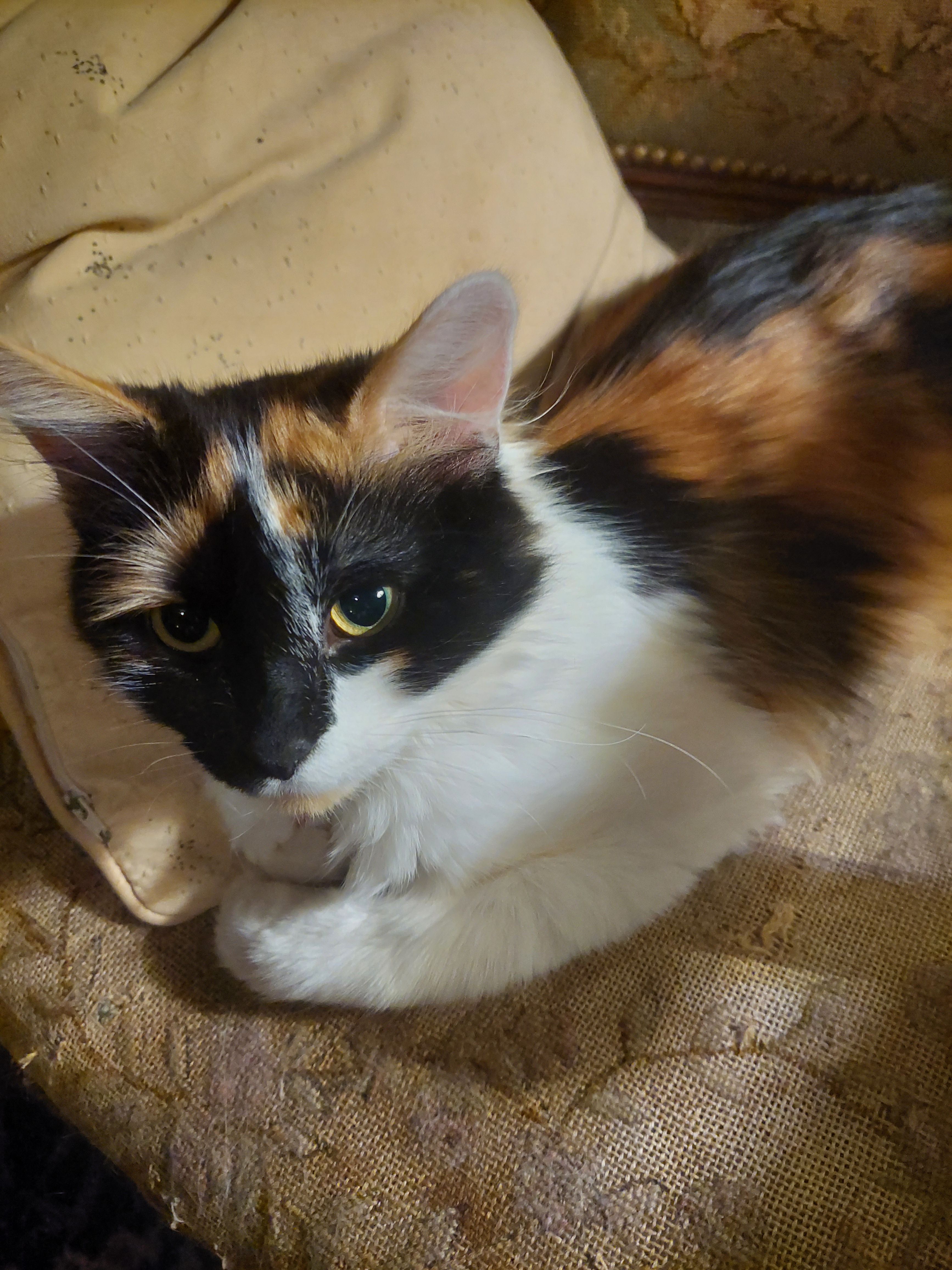 Walkyrie - Lieu Dit La Grenousiere, Douillet