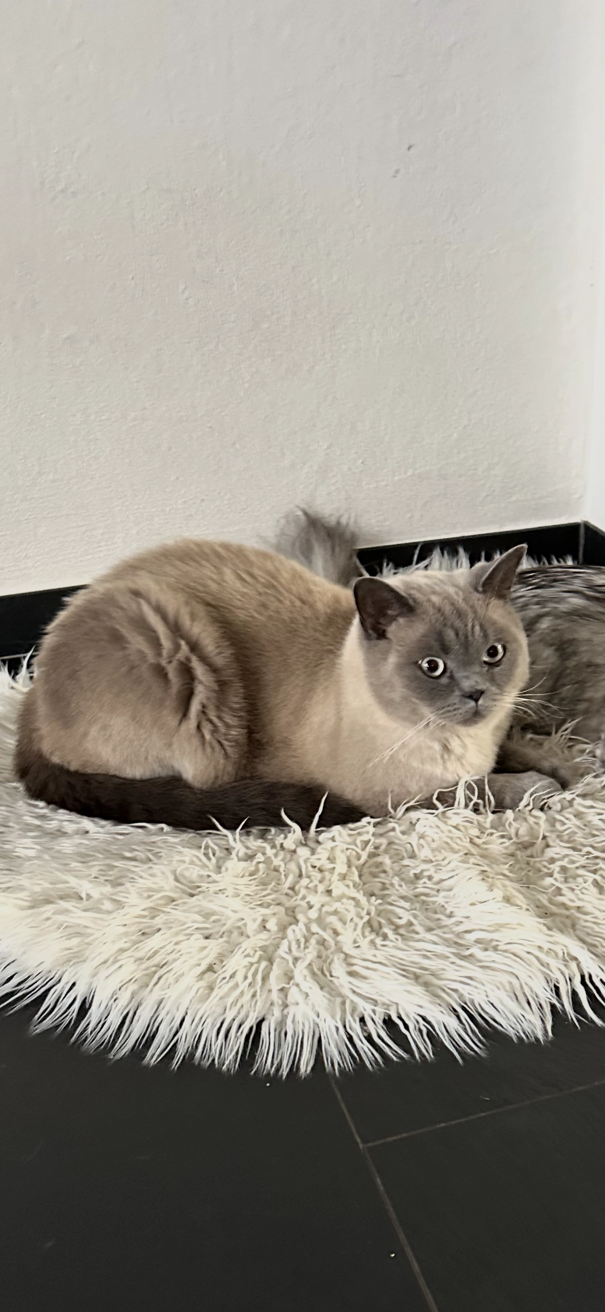 Diego - Mühlegasse 7, Kerzers