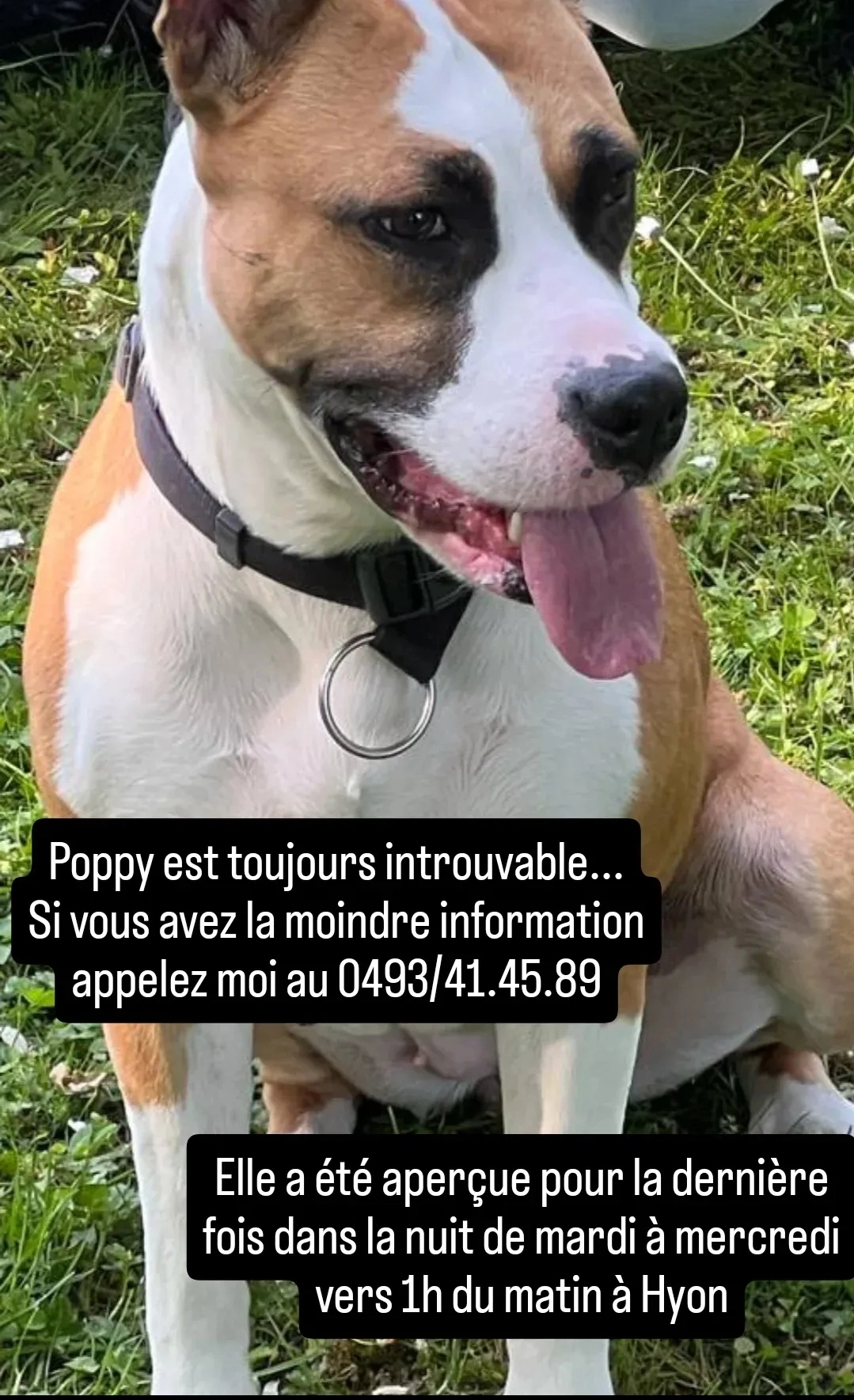 Poppy - Place Léopold, Mons