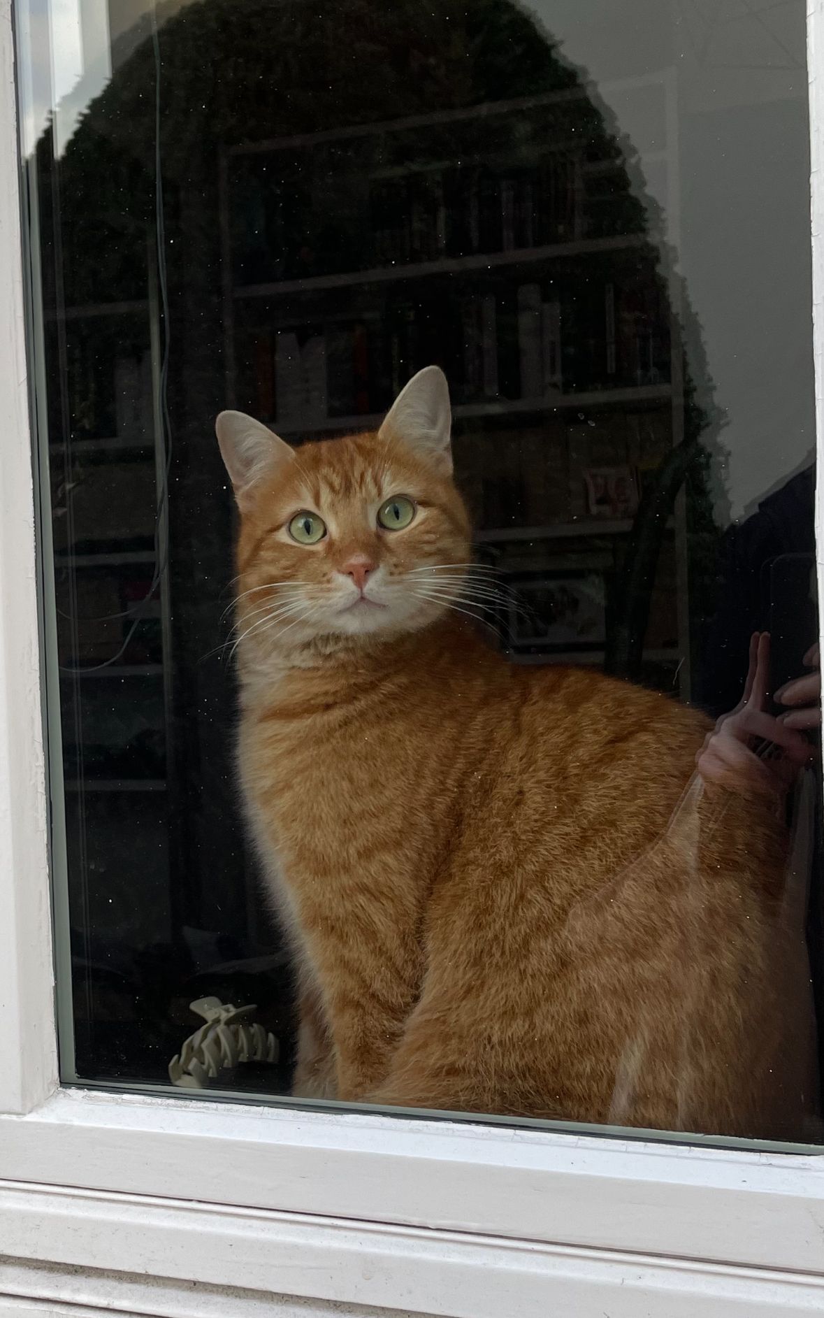 Mucki - Johannesstraße, Elmshorn