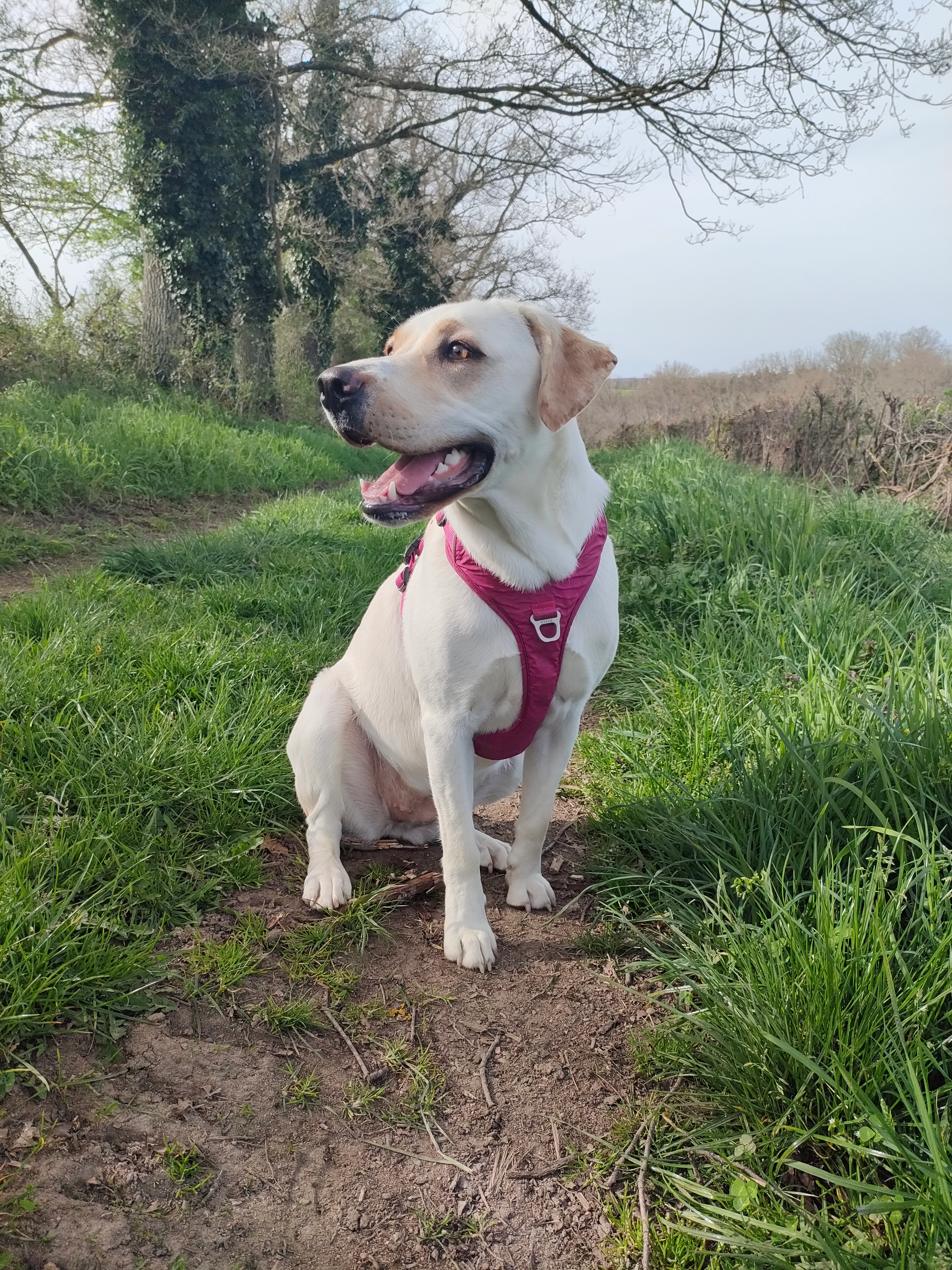Athéna  - Place de l'Église, Montvicq