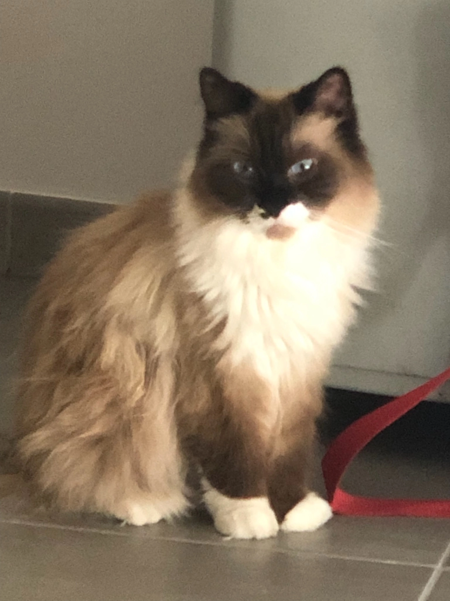 Opium - Avenue du Maréchal Foch, Saint-Paul-lès-Dax