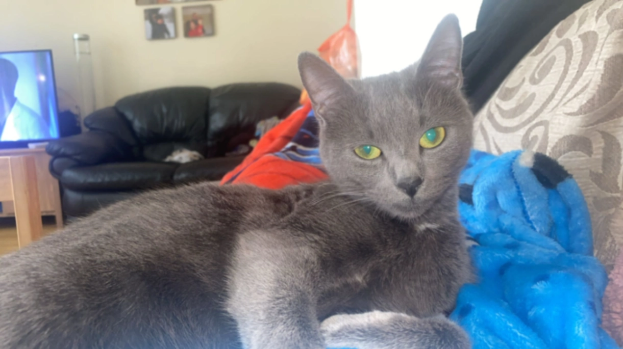 Silky - CV6 3, Coventry