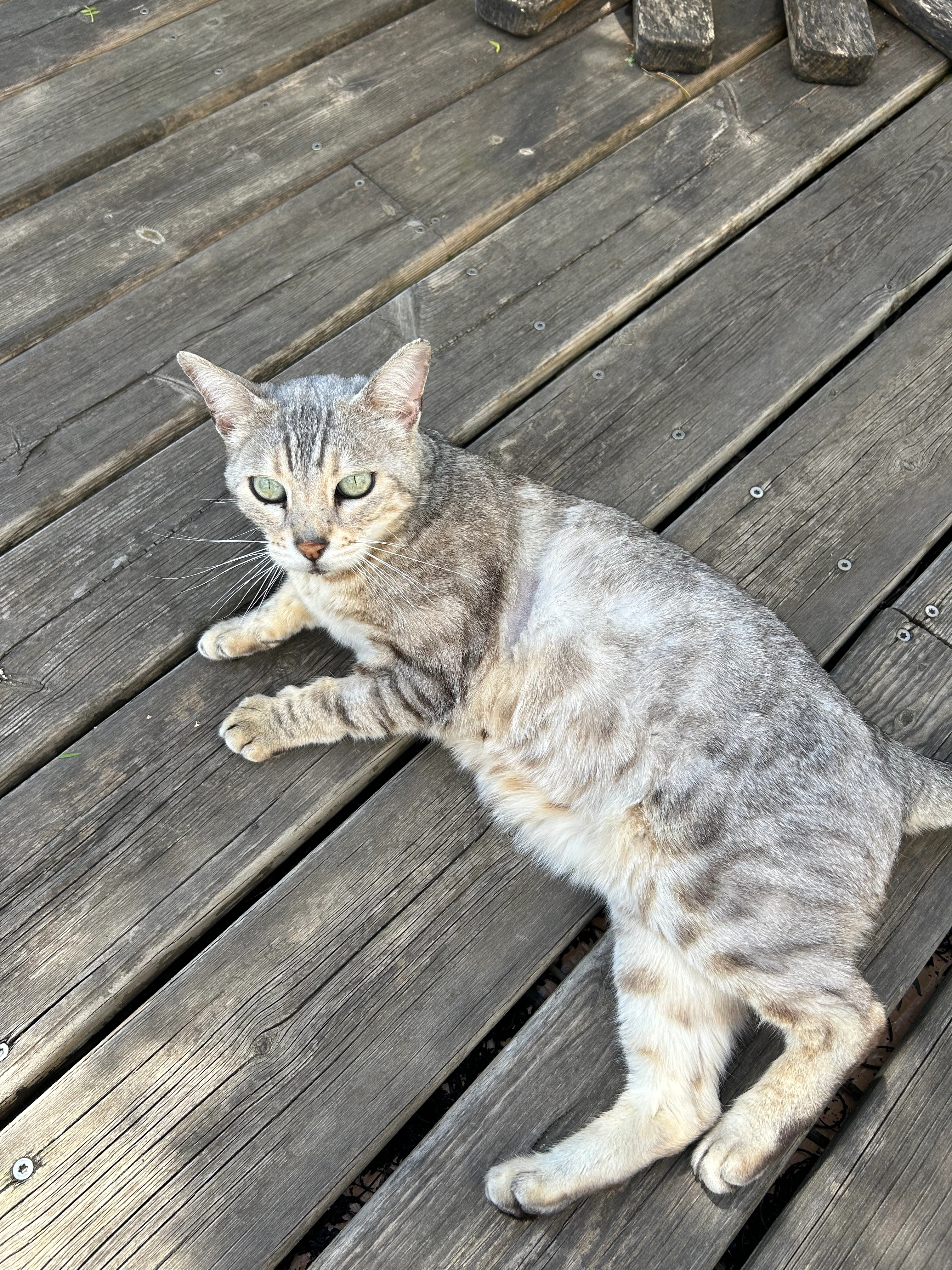 Loulou - 2 Rue Maryse Bastié, Béziers