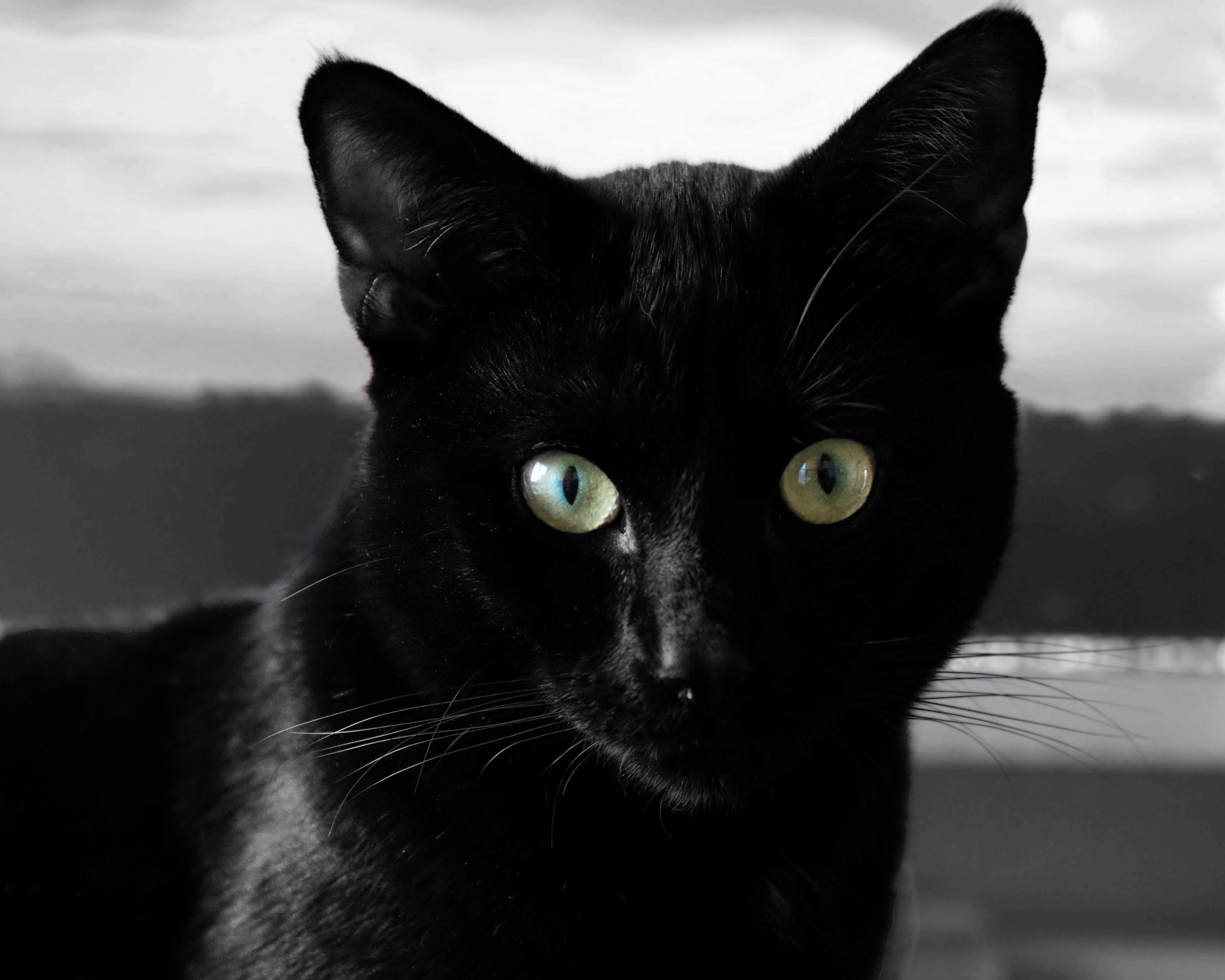 Cassis - Rue de la Cambre 292, Woluwe-Saint-Lambert