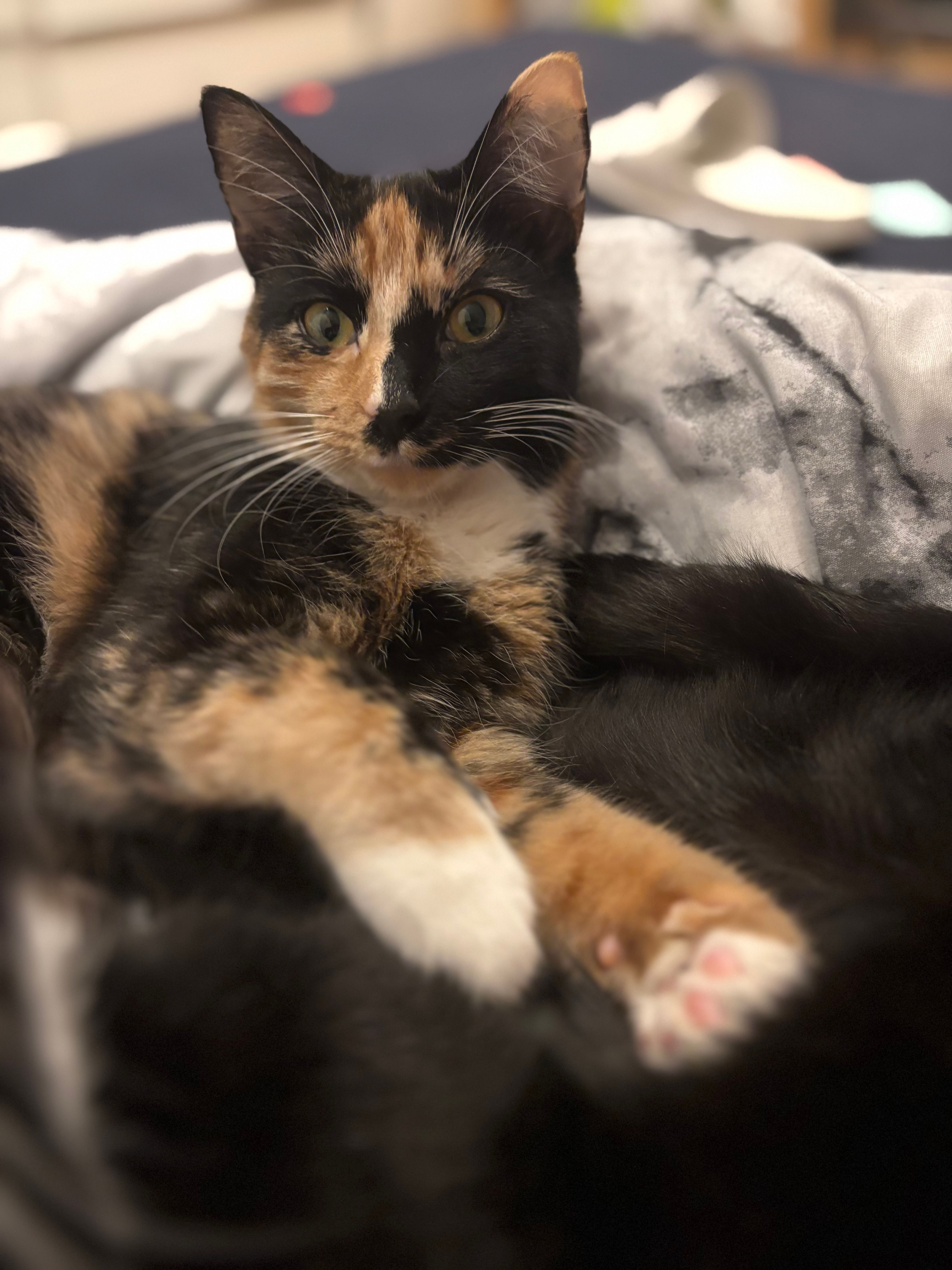 Kalea - Mühlenstraße, Rotenburg