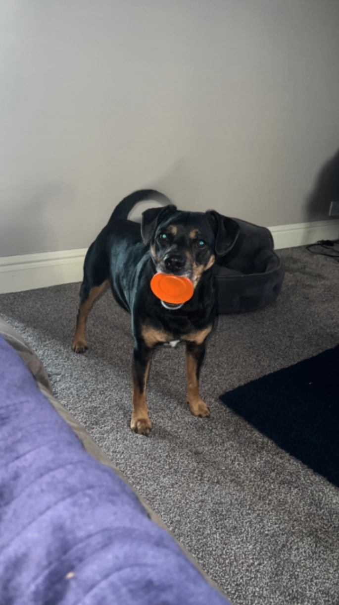 Dexter - BR5 3, Orpington