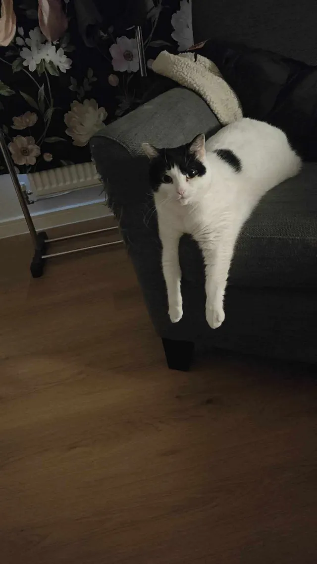 Her name is Lulu, she is female, - Wavertree Road, Liverpool