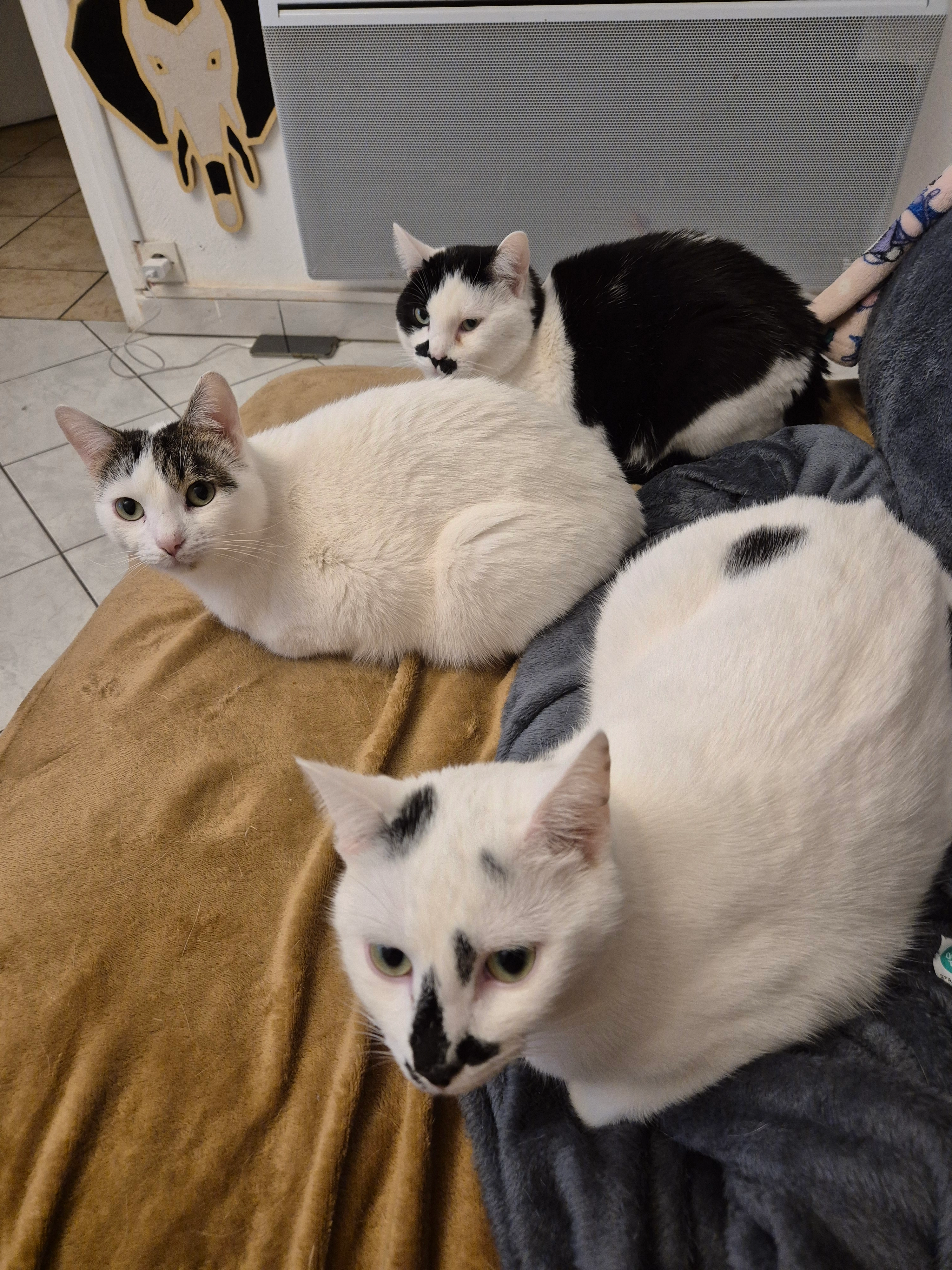 Mowgli - 34 Rue Arsène Houssaye, Laon