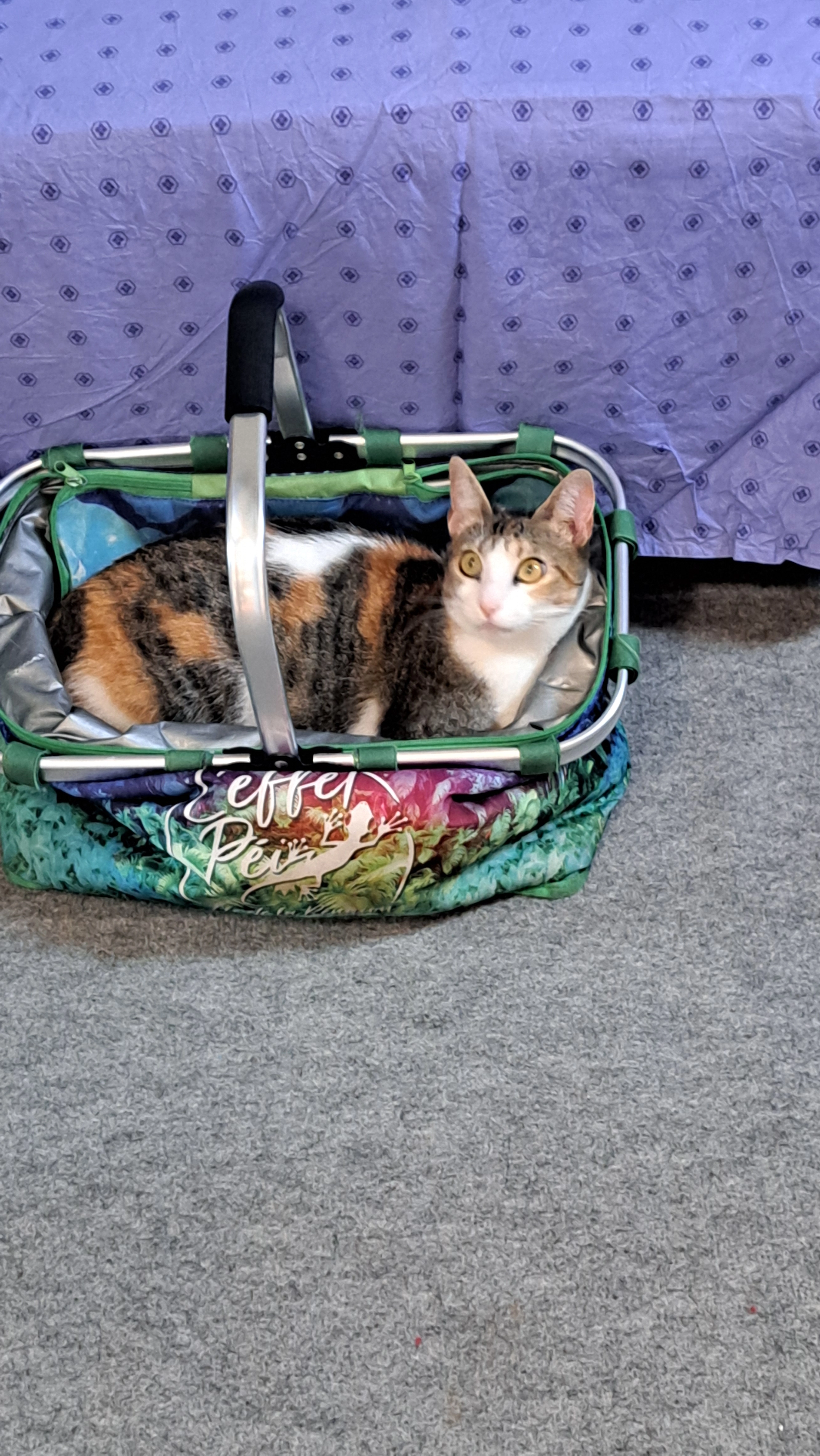 Sia - Place Nauton-Truquez, Peyrehorade