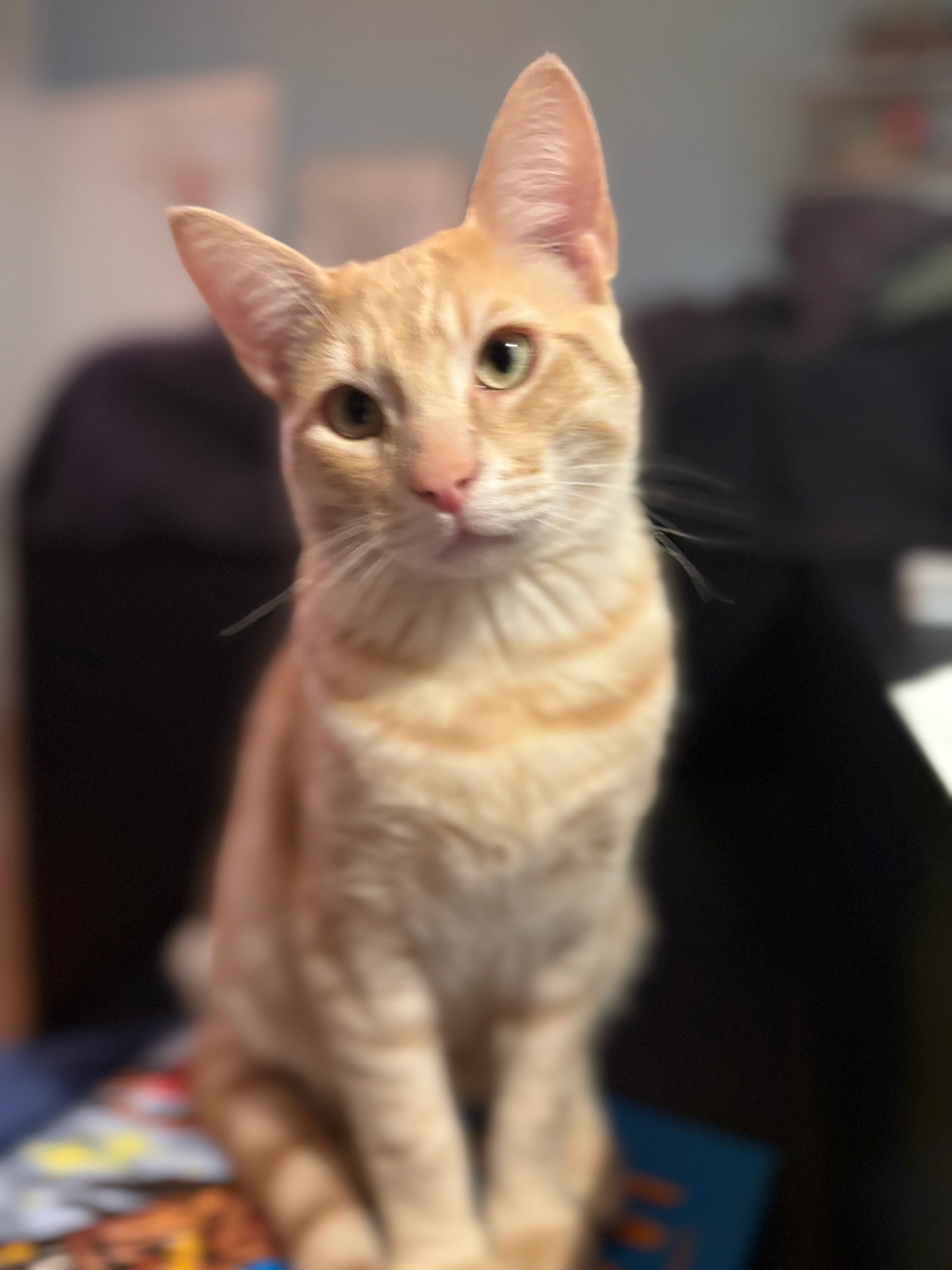 Happy - Avenue du Docteur Albert Schweitzer, Saint-Jean-de-Luz