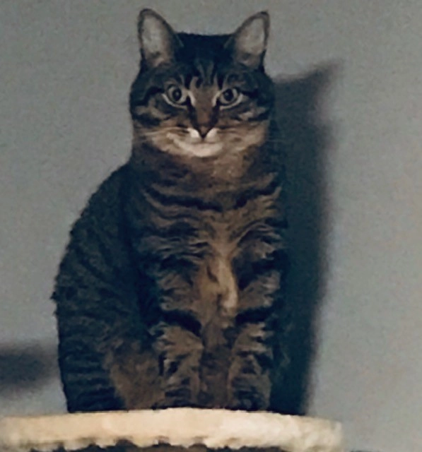 Ginny - AL6 9, Welwyn