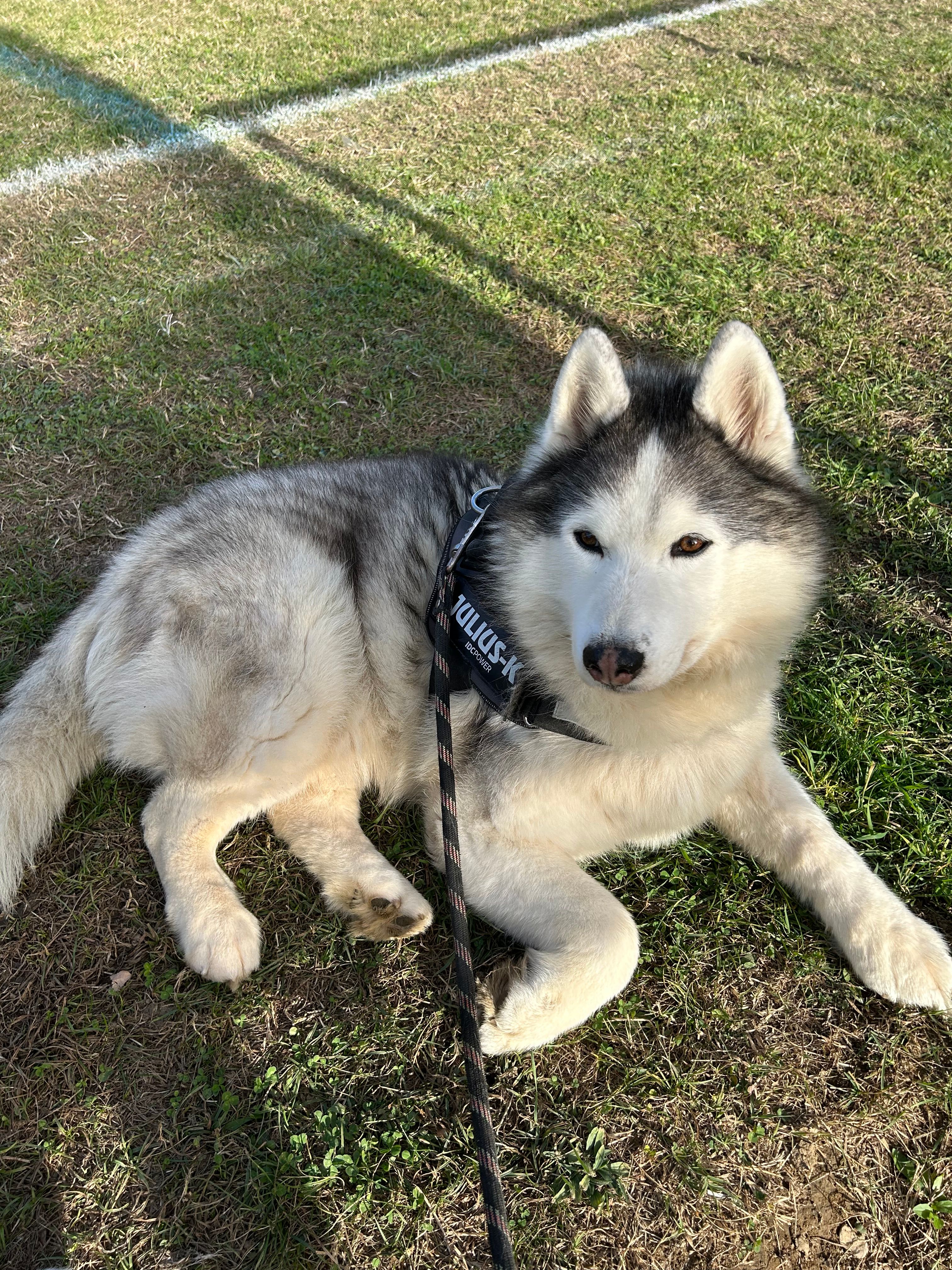 Max - Cité Du Caraillé, Saint-Paul-de-Jarrat