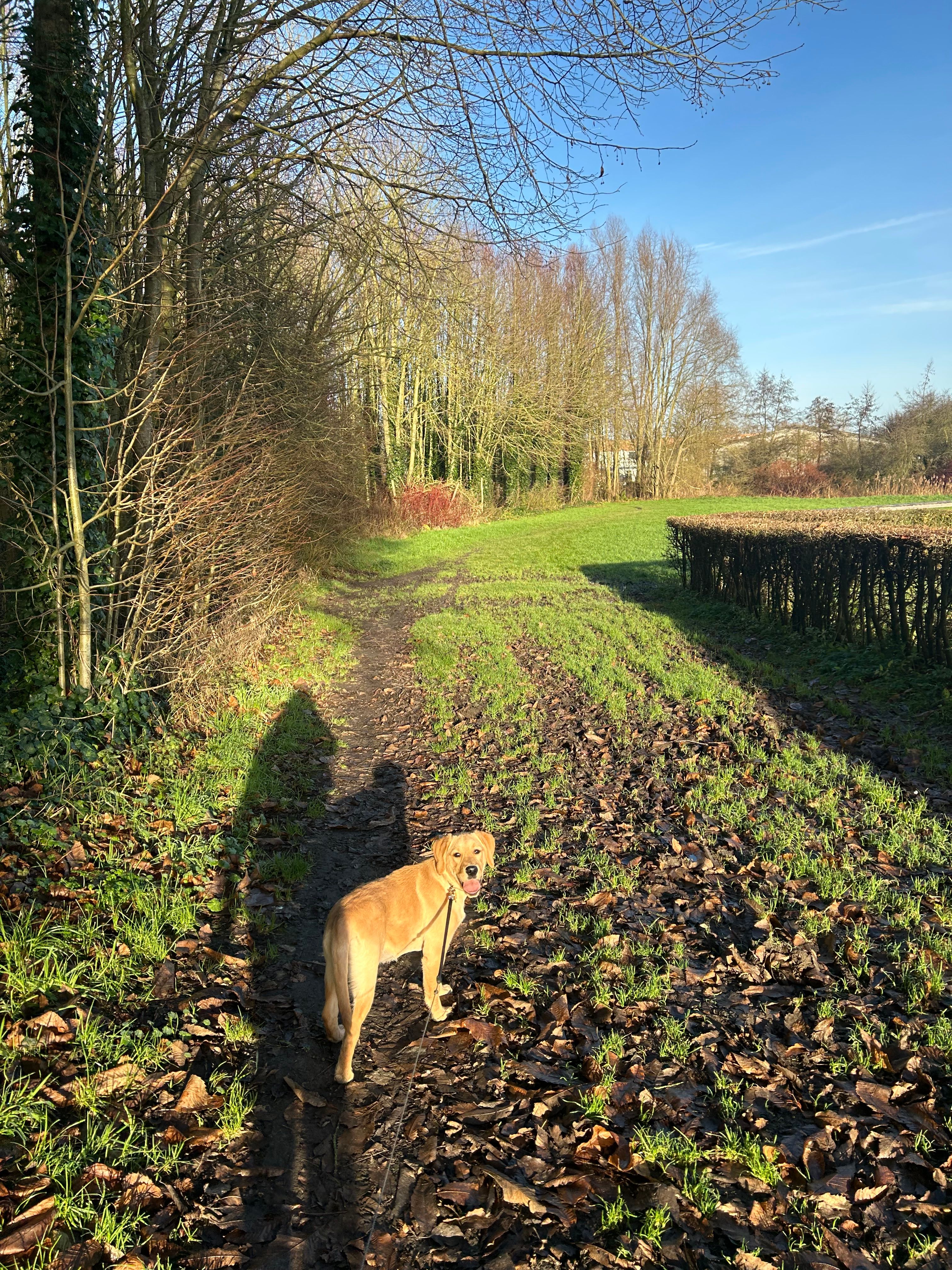 Billie - Wahisstraat, Menen