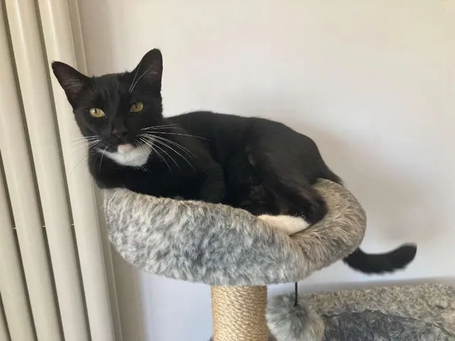 Milo - SO15 7, Southampton