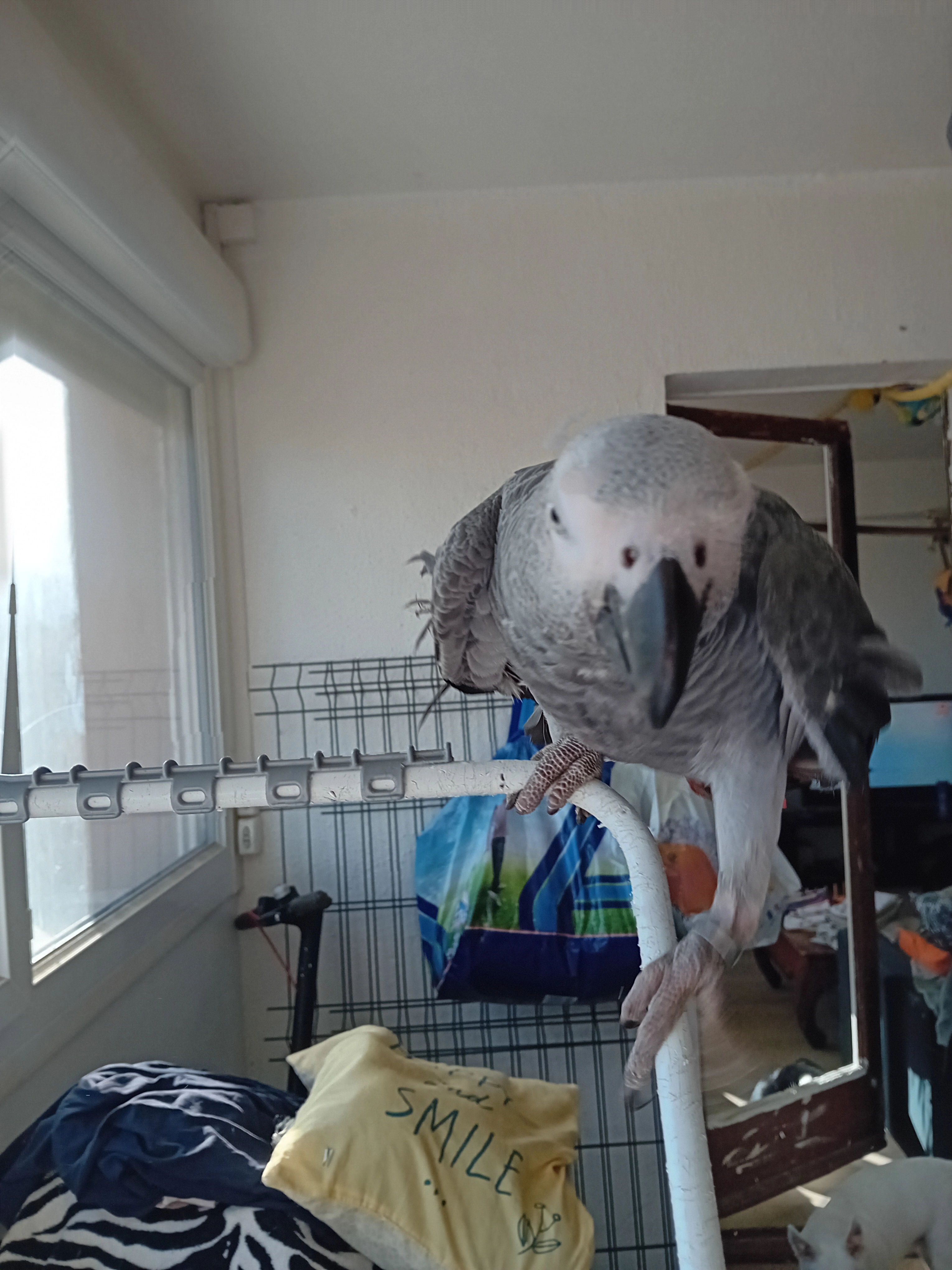 Pookie - Boulevard De L'avenir, Port-la-Nouvelle