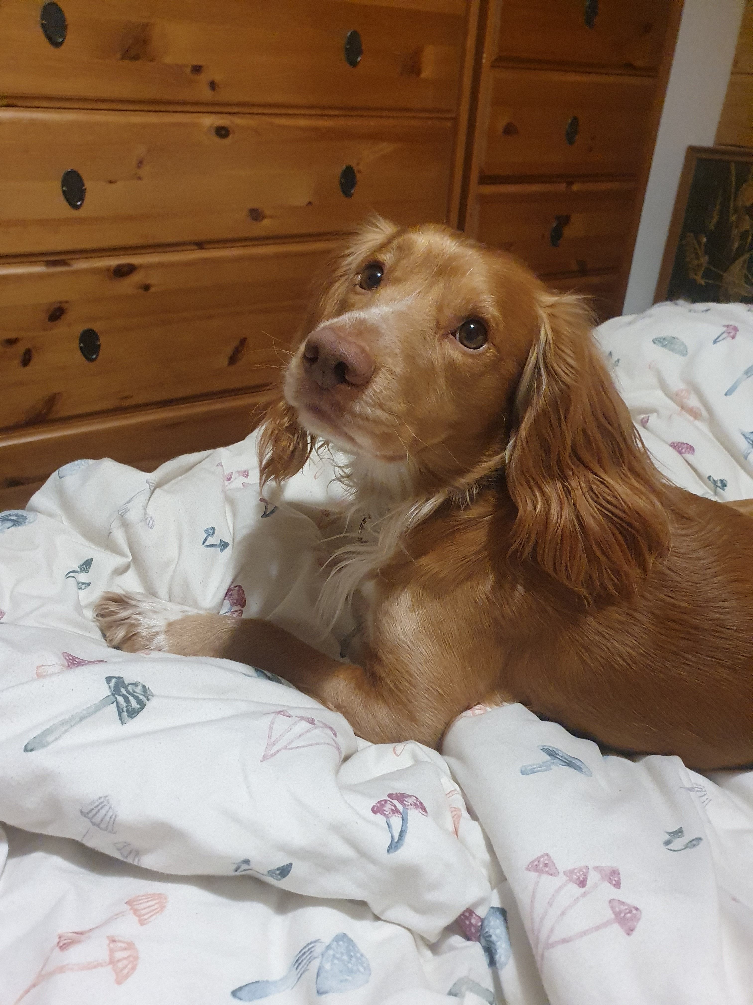 Buzz - Morton's Farm, Brynmawr