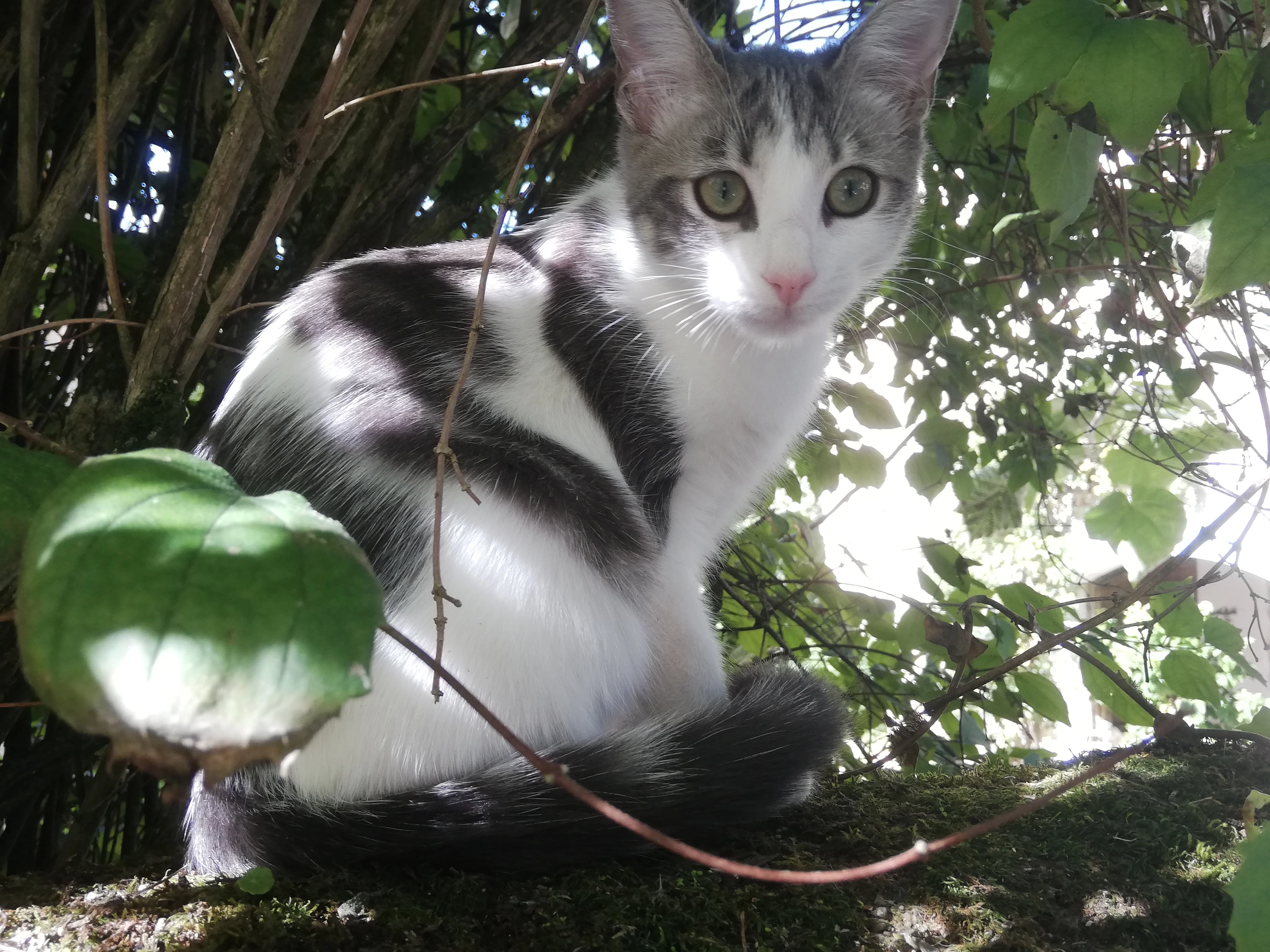 Missing Cat - Place d'Anglars, Anglars-Juillac