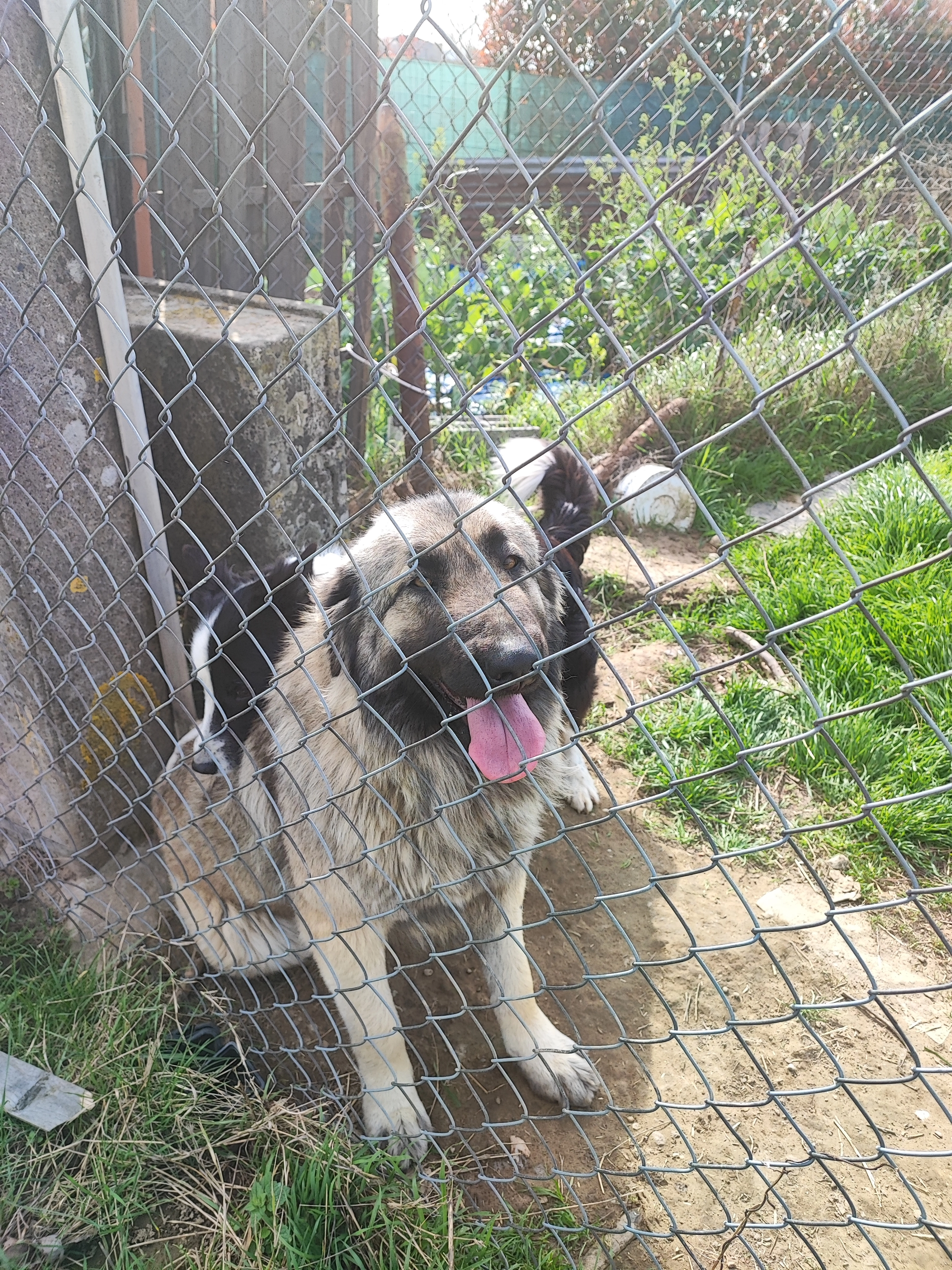 ESTRELA ( ÉTOILE) - Trespioch, Arthès