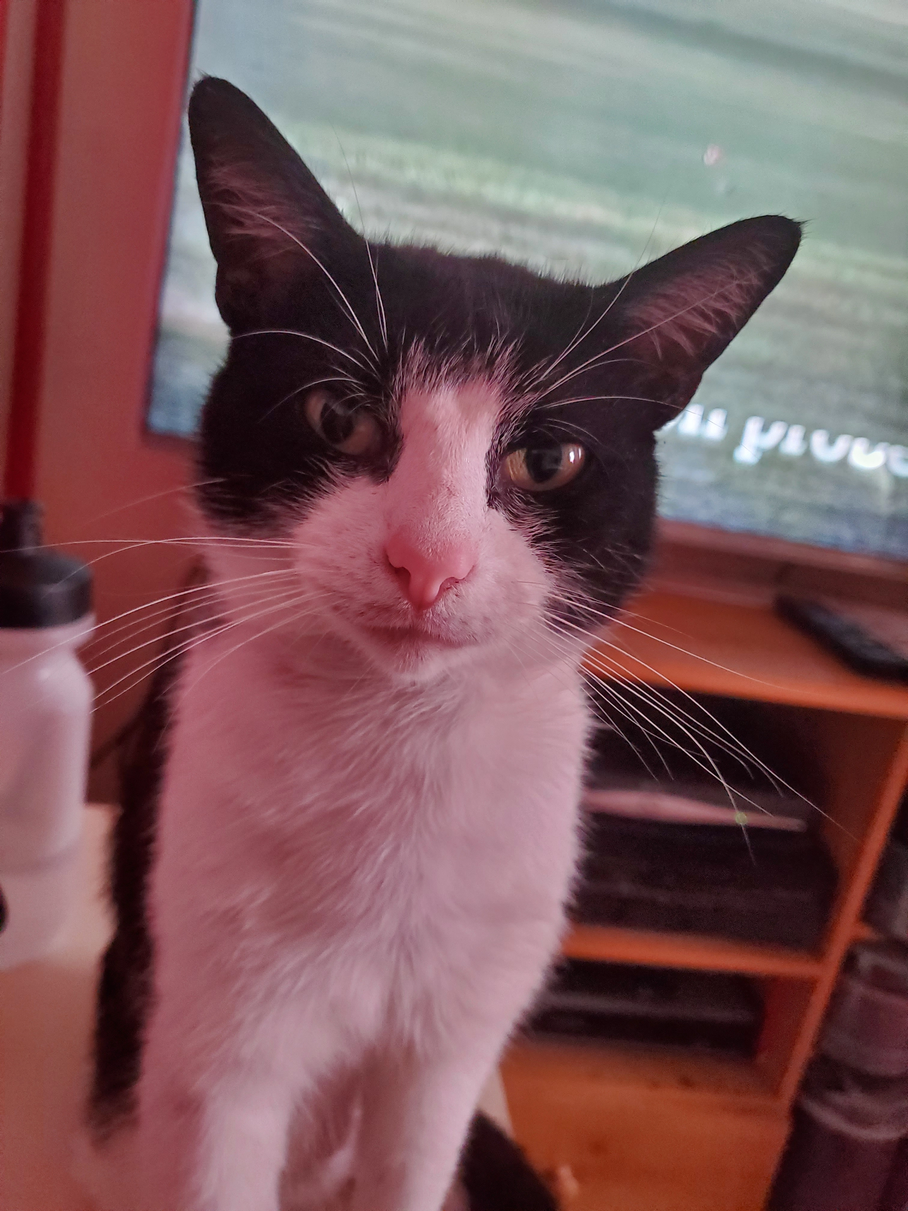 Junior - Osborne Road, Blackpool