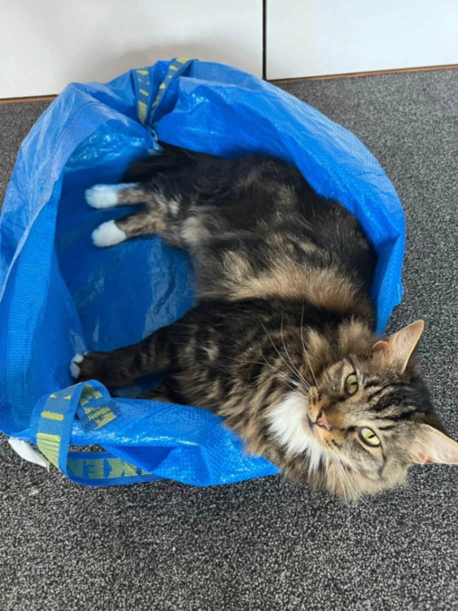 Reggie - Wells Hall Road, Sudbury