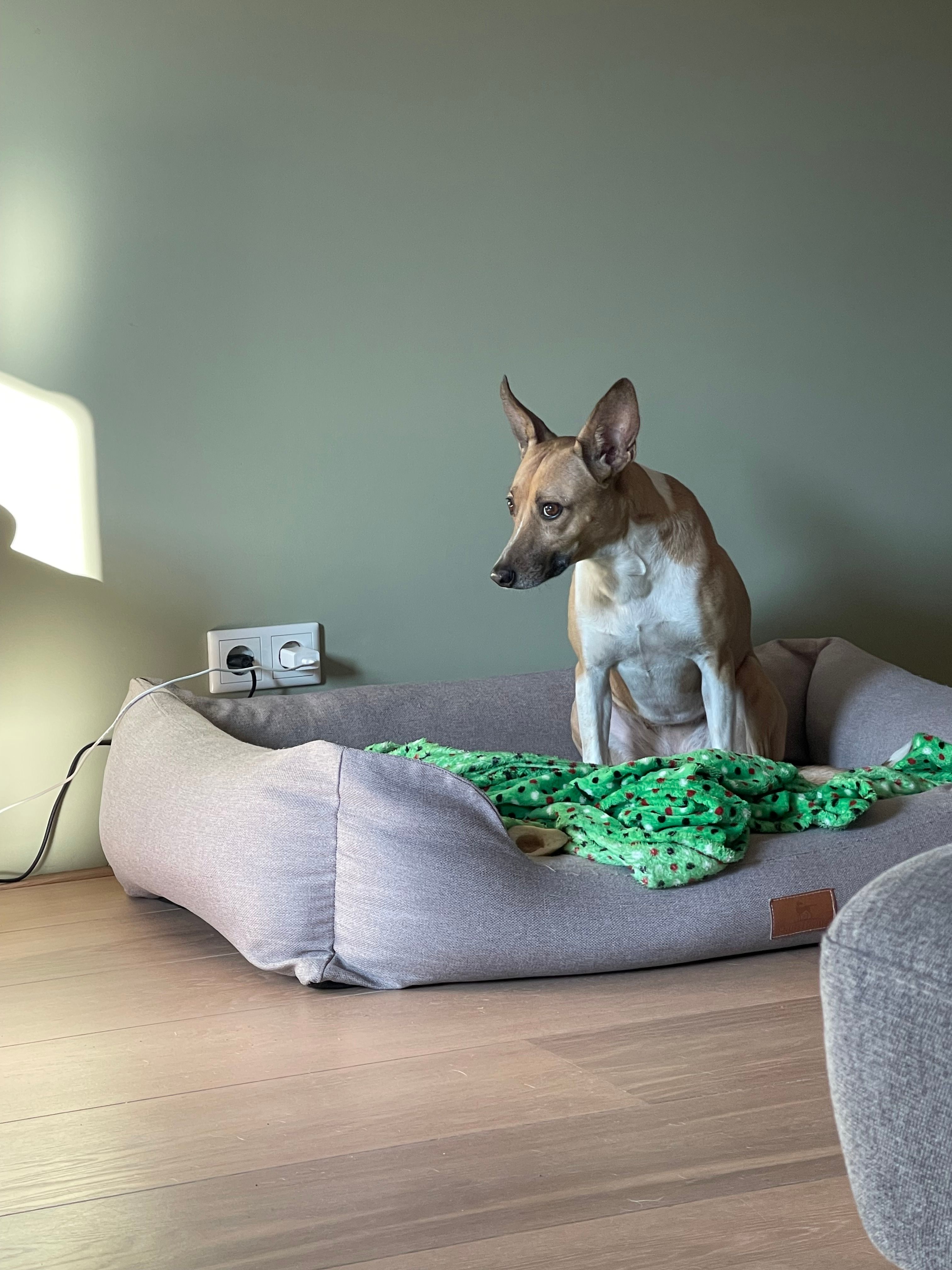 Tess - Muidenkade, Amersfoort