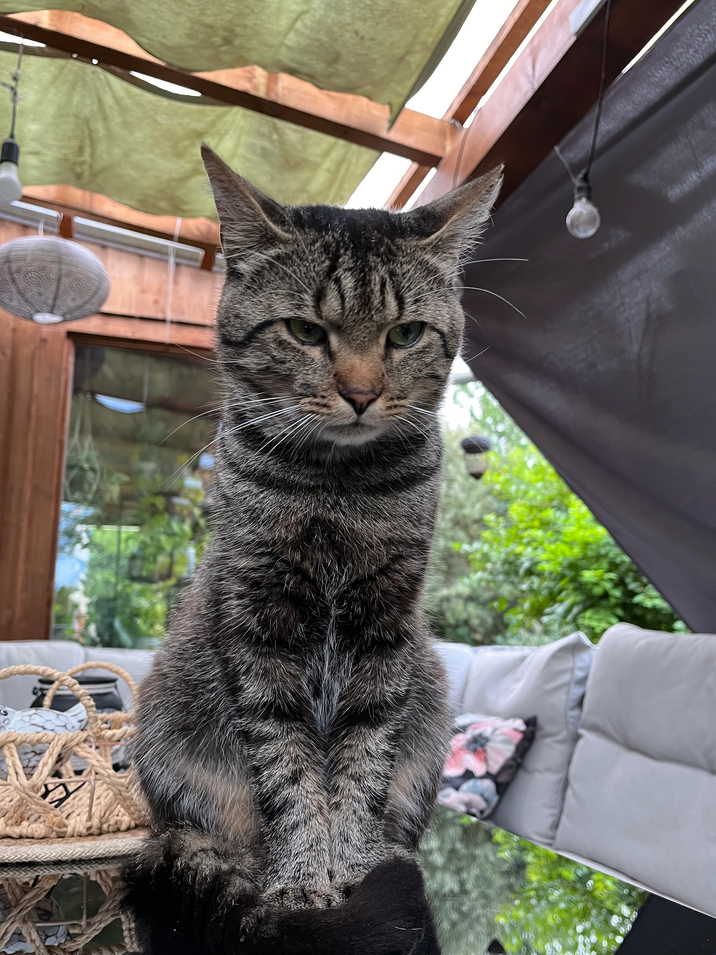 gollum - Hauptstraße, Crimmitschau