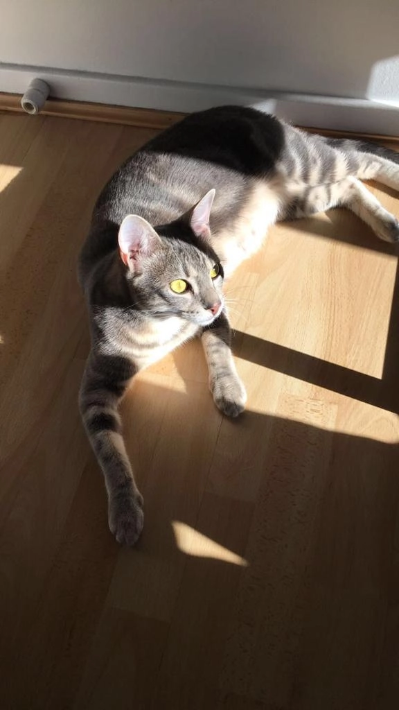 Licha - 472 Ancienne Route de Beaujeu, Gleizé