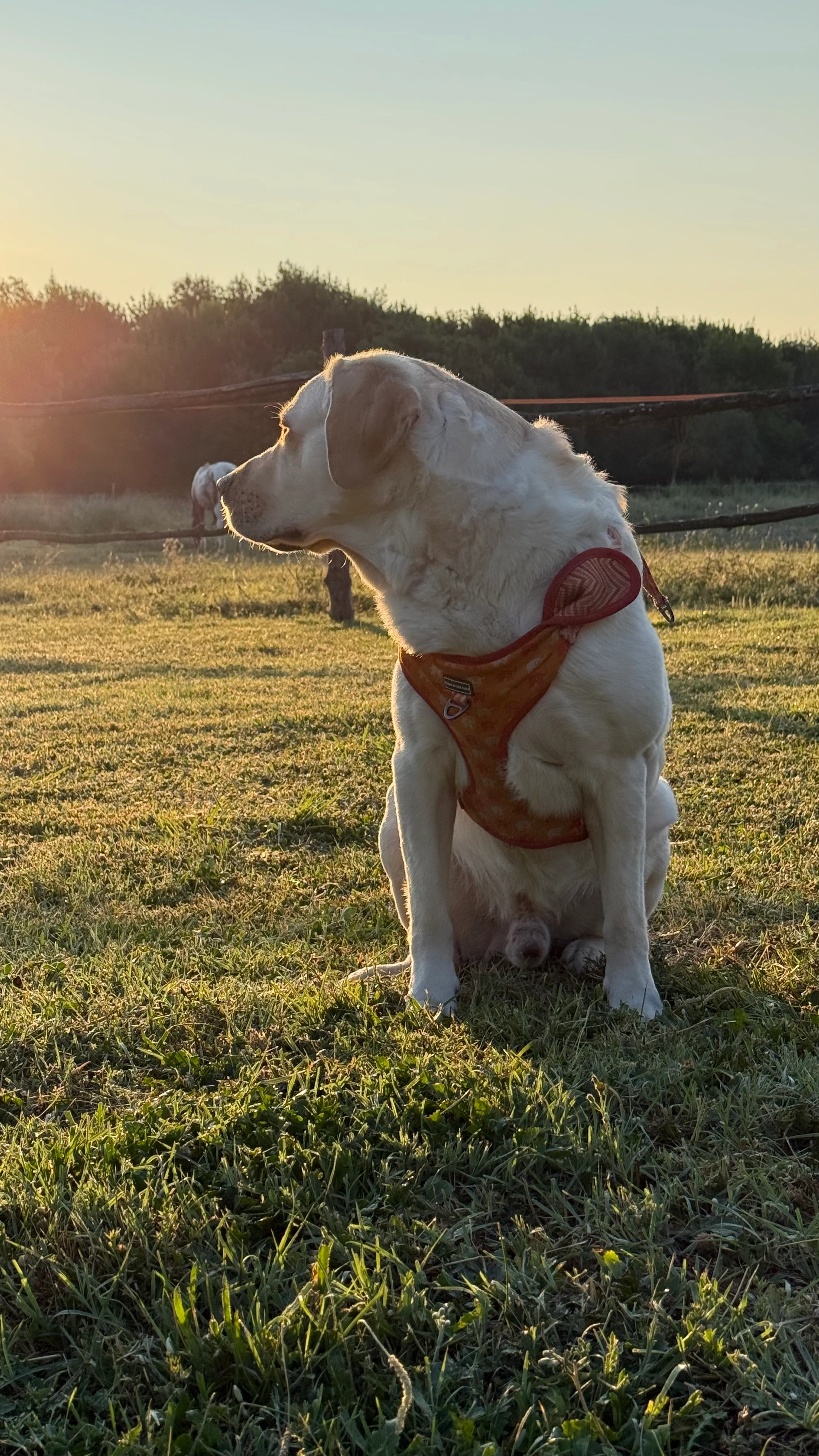 Ollie - M 27e7, Saussan