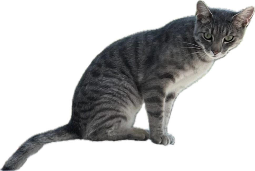 Tchizhyk - Edith-Stein-Straße, Eching