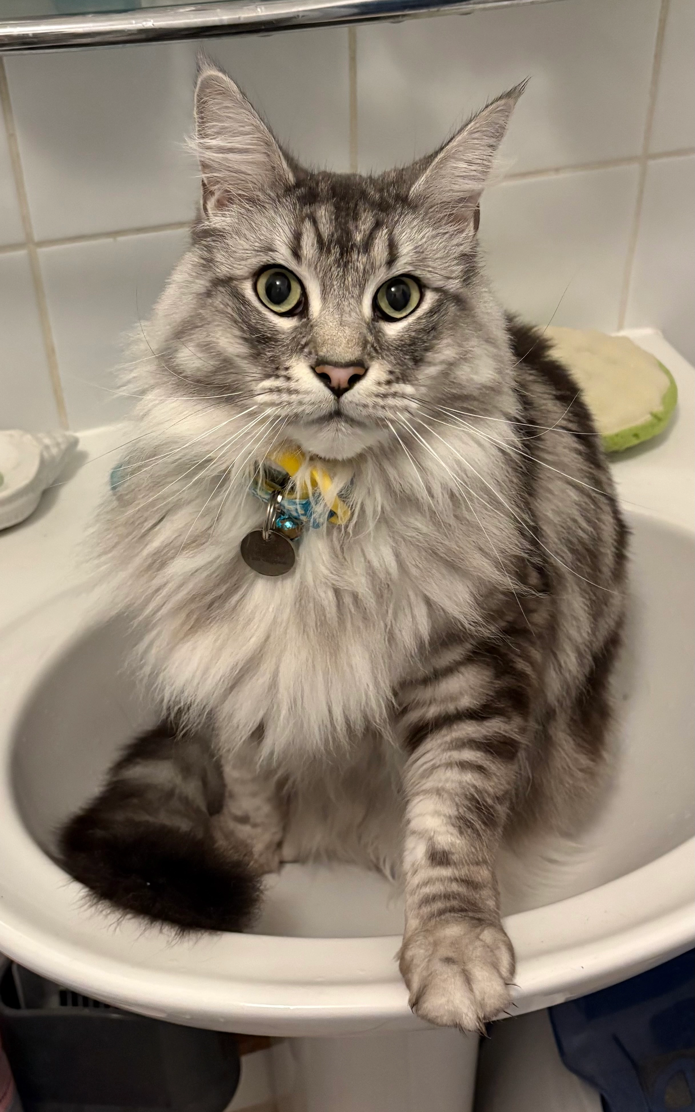 Denny - Frascati Road, Blackrock